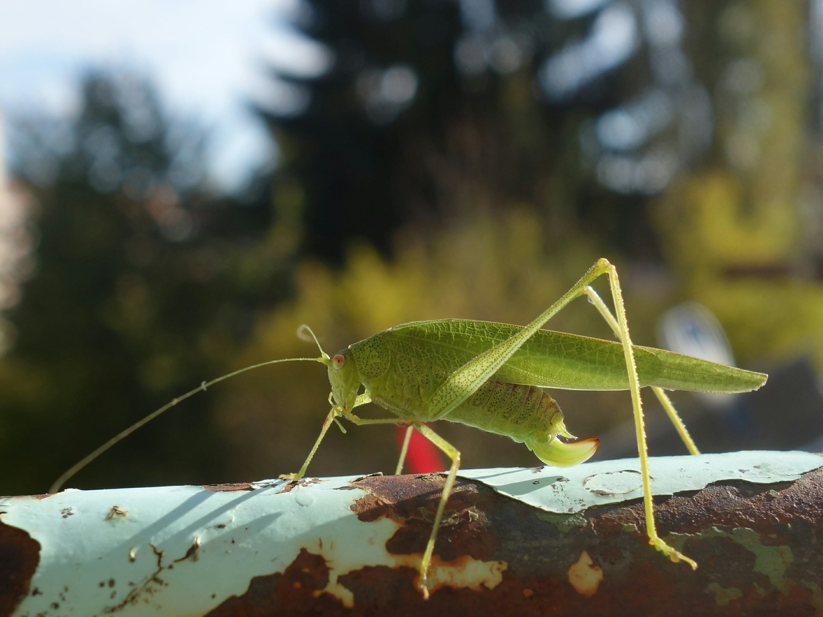 no people, nature, insect, praying mantis, animal antenna, animals in the wild, 2K, animal themes, close, katydid, plant part, plant, long probe shrink, HD Wallpaper