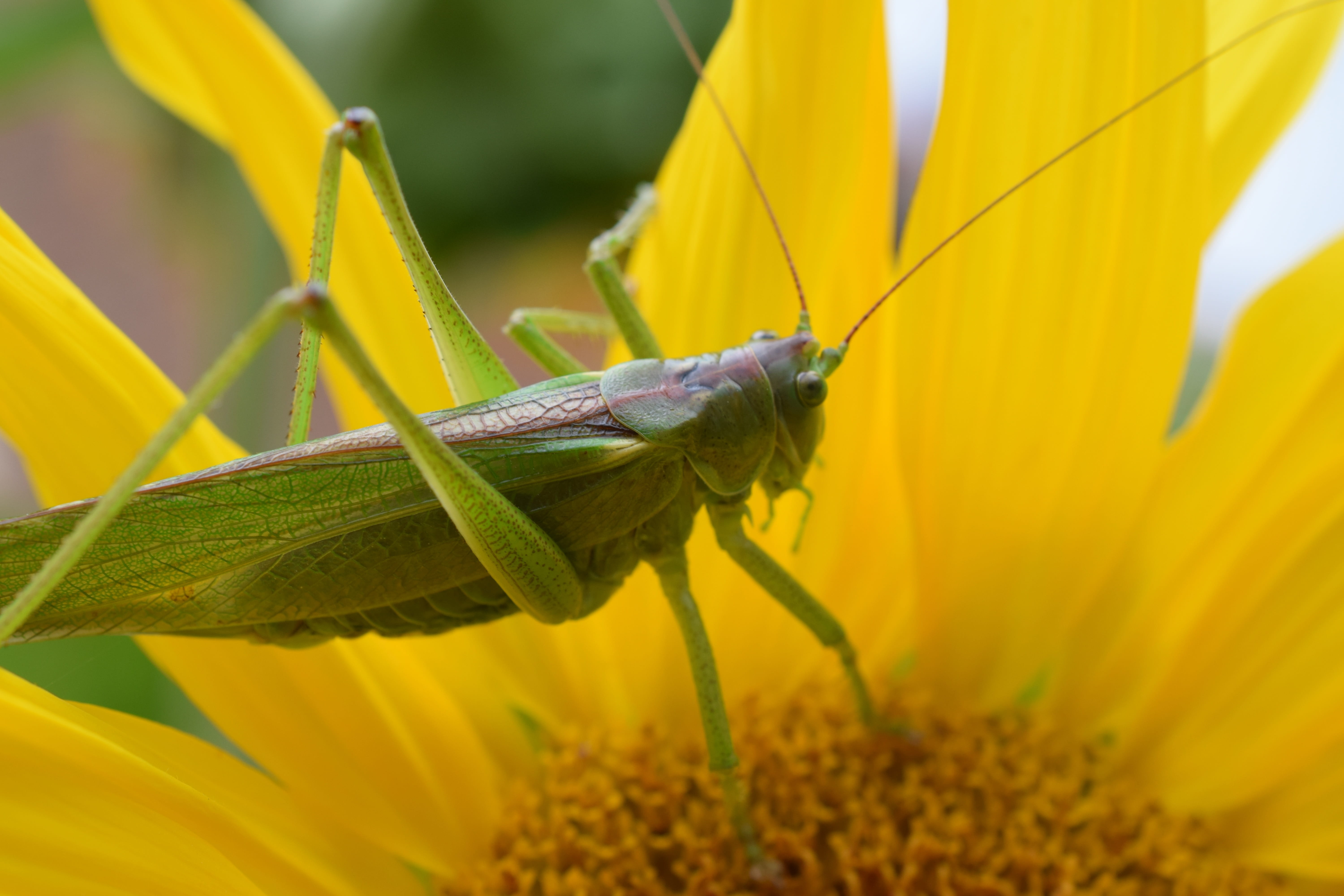 beauty in nature, summer, chorthippus, yellow, camouflage, grille, plant, close, animals in the wild, grasshopper, outdoors, invertebrate, nature, green, HD Wallpaper