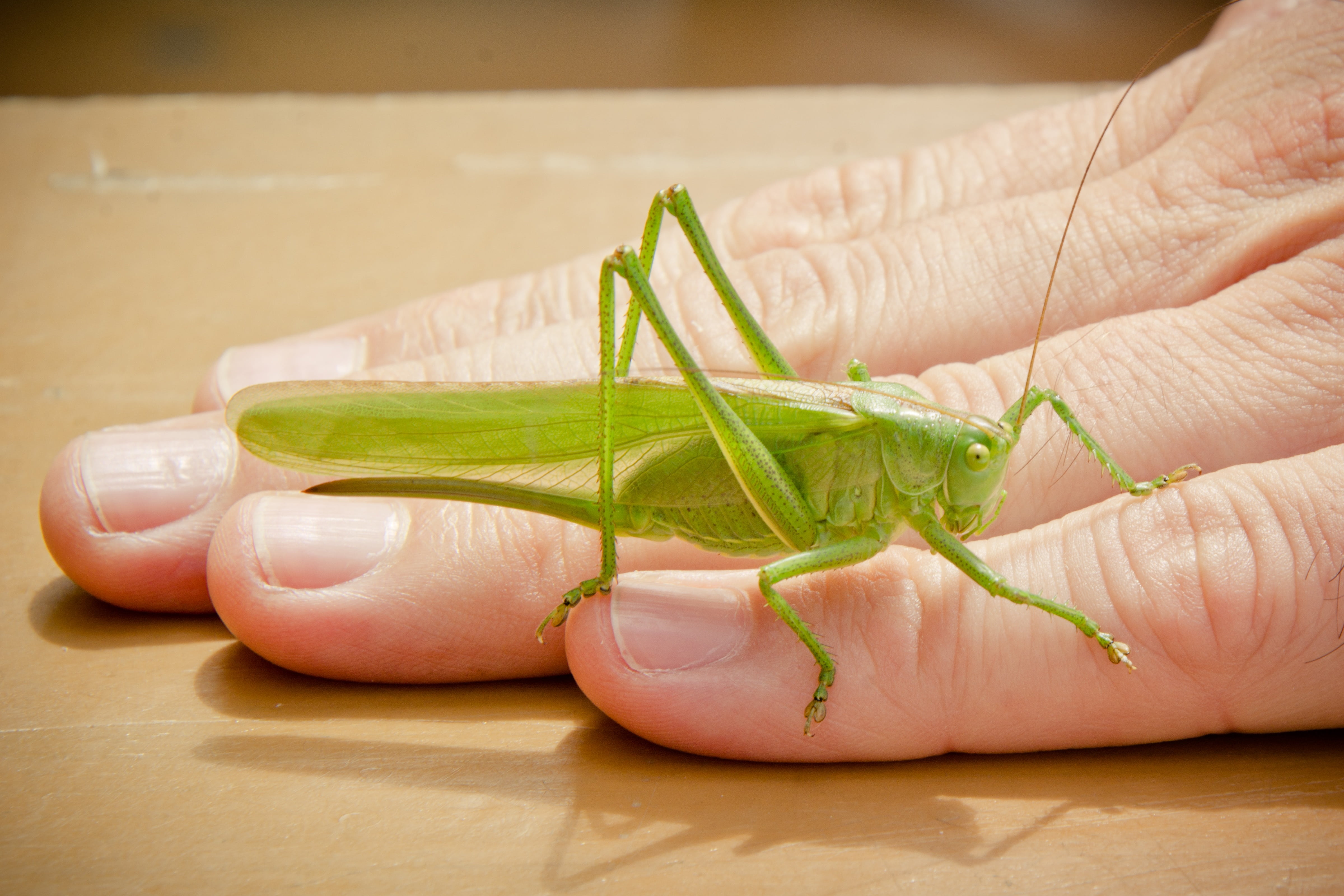 one person, beginnings, preparation, freshness, tettigonia viridissima, sit, vegetable, close-up, chopped, insect, animal, creature, wellbeing, indoors, HD Wallpaper