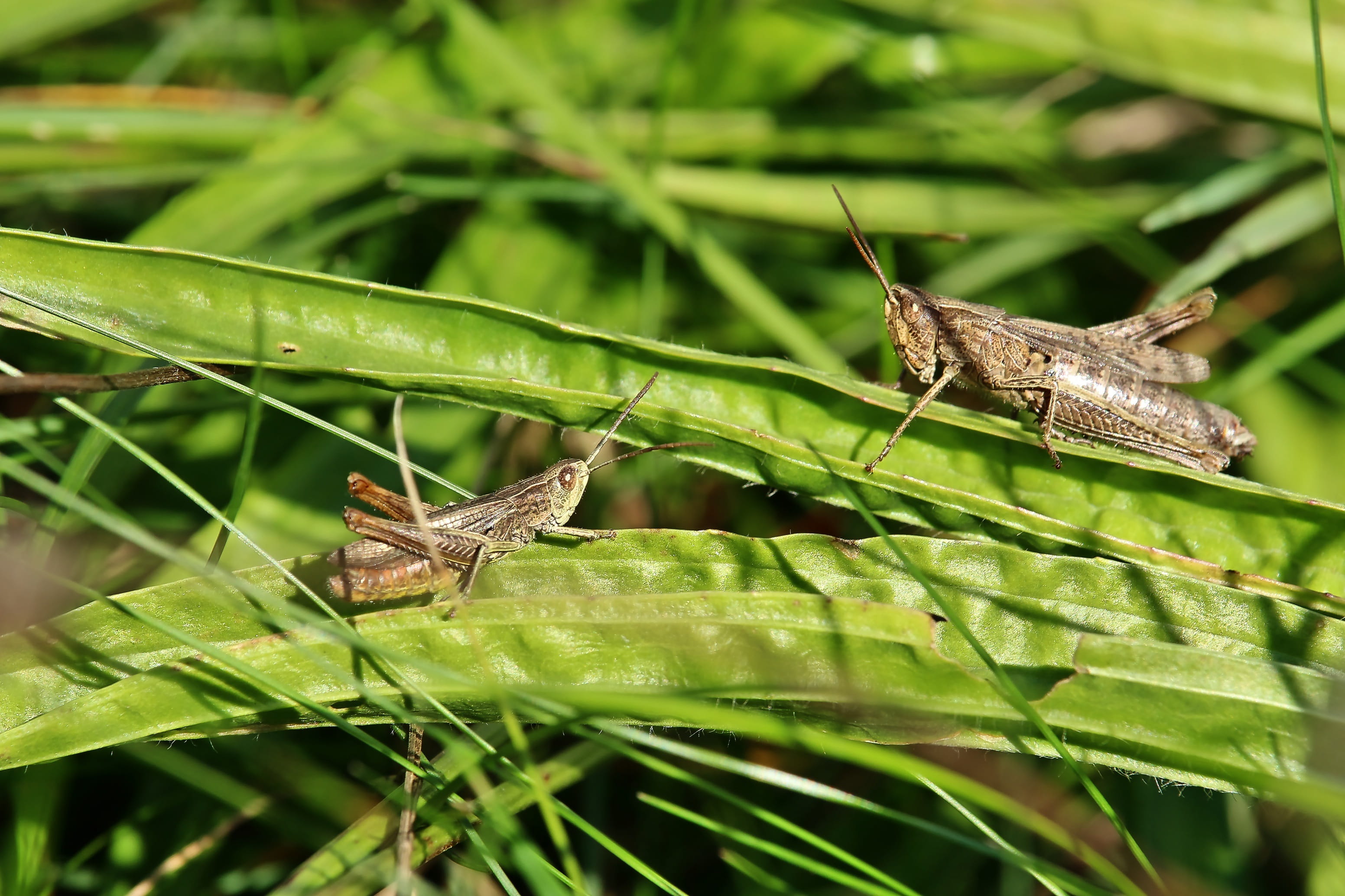 wing, animal, meadow, skip, outdoors, plant part, grass, beauty in nature, animal themes, close-up, butterfly - insect, invertebrate, plant, no people, HD Wallpaper