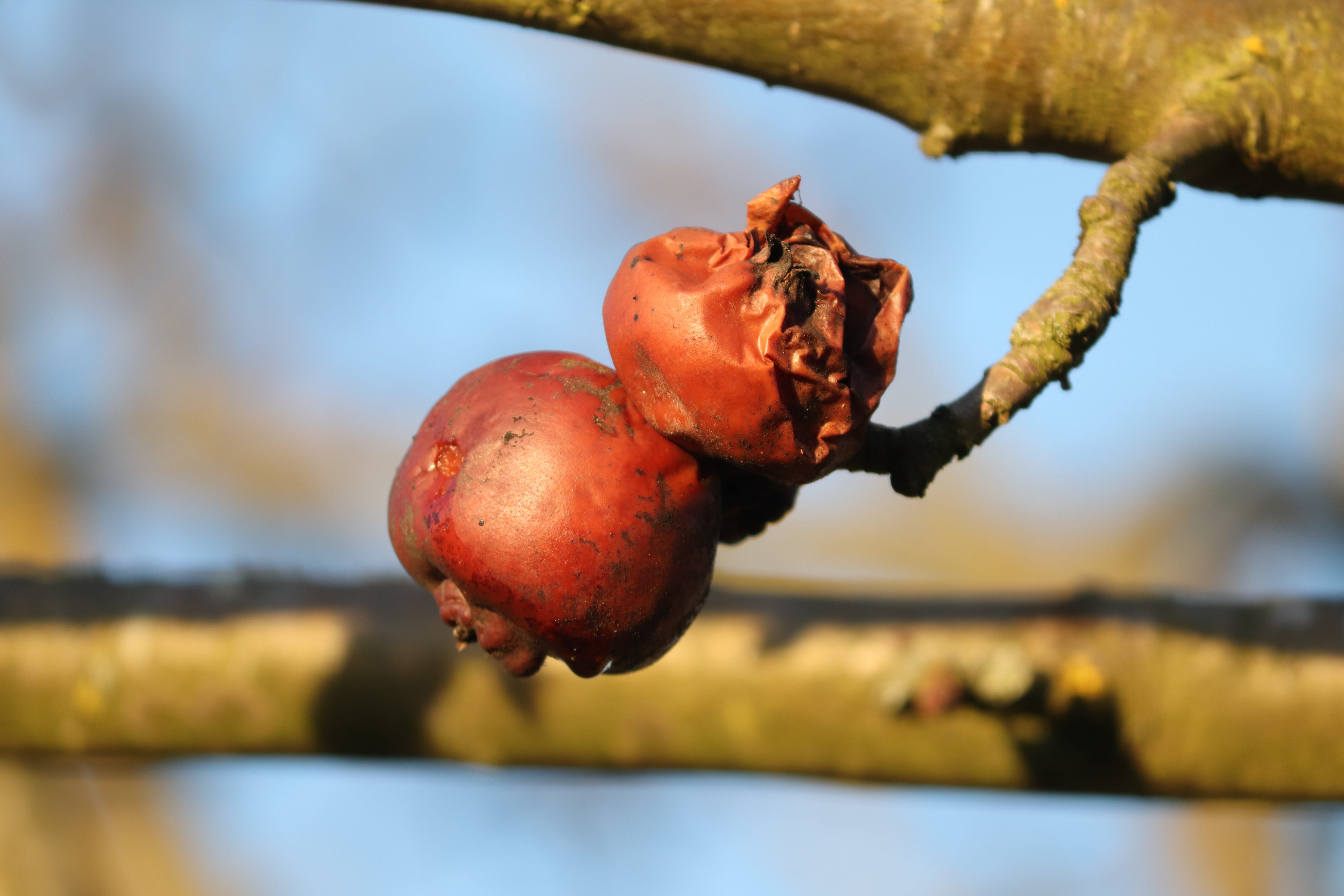 focus on foreground, old, 5K, lazy, close-up, food, hibernate, tree, selective focus, outdoors, haegen, apple, day, transient, unfit for human consumption, HD Wallpaper