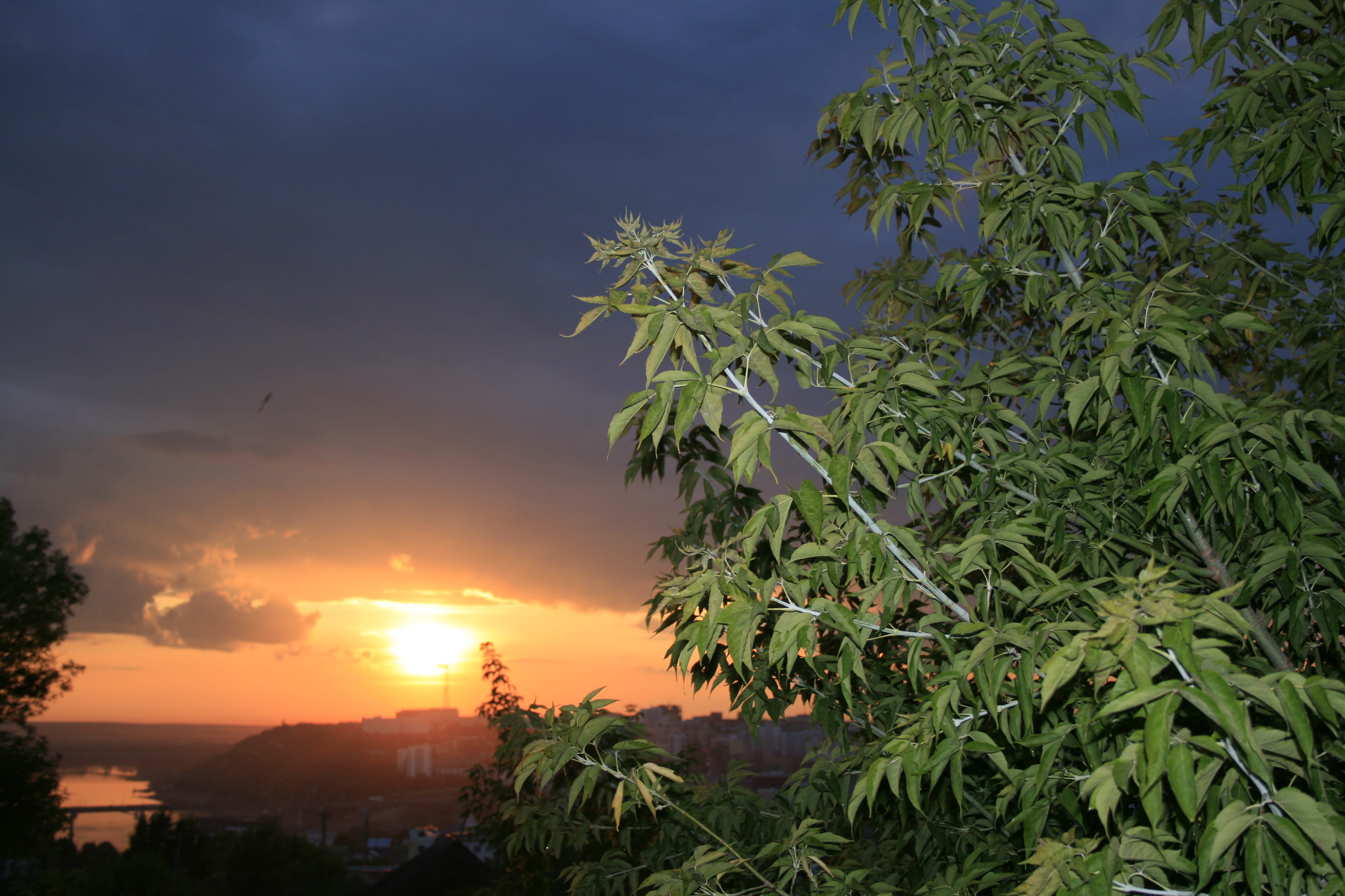 plant, cloud - sky, beauty in nature, plant part, no people, palm tree, tranquil scene, growth, leaf, building exterior, outdoors, scene, sun, scenics - nature, HD Wallpaper