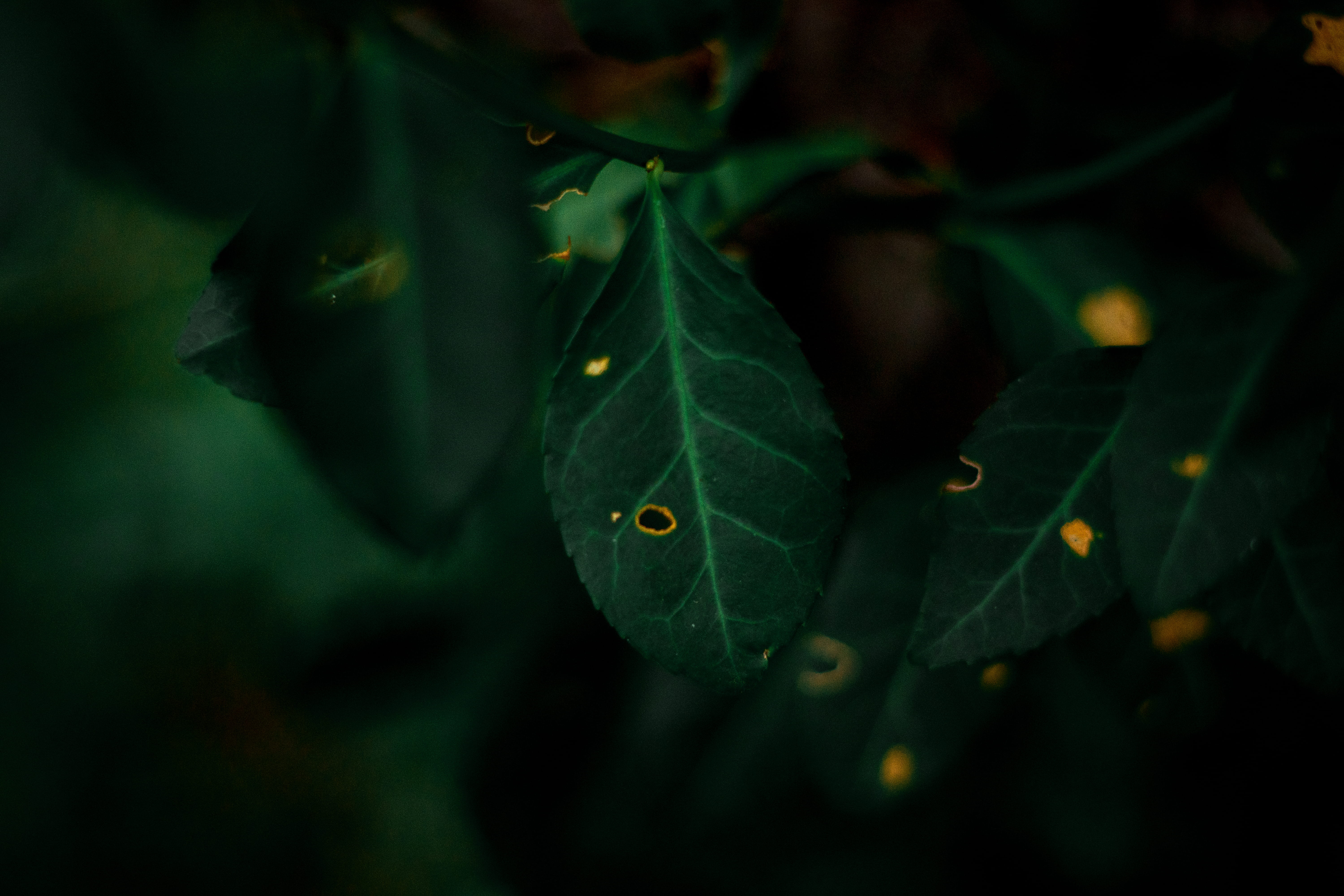 united states, wildlife, treea, forest, one animal, leaf, no people, animals in the wild, nature, leaves, focus on foreground, huber heights, fruit, close-up, HD Wallpaper