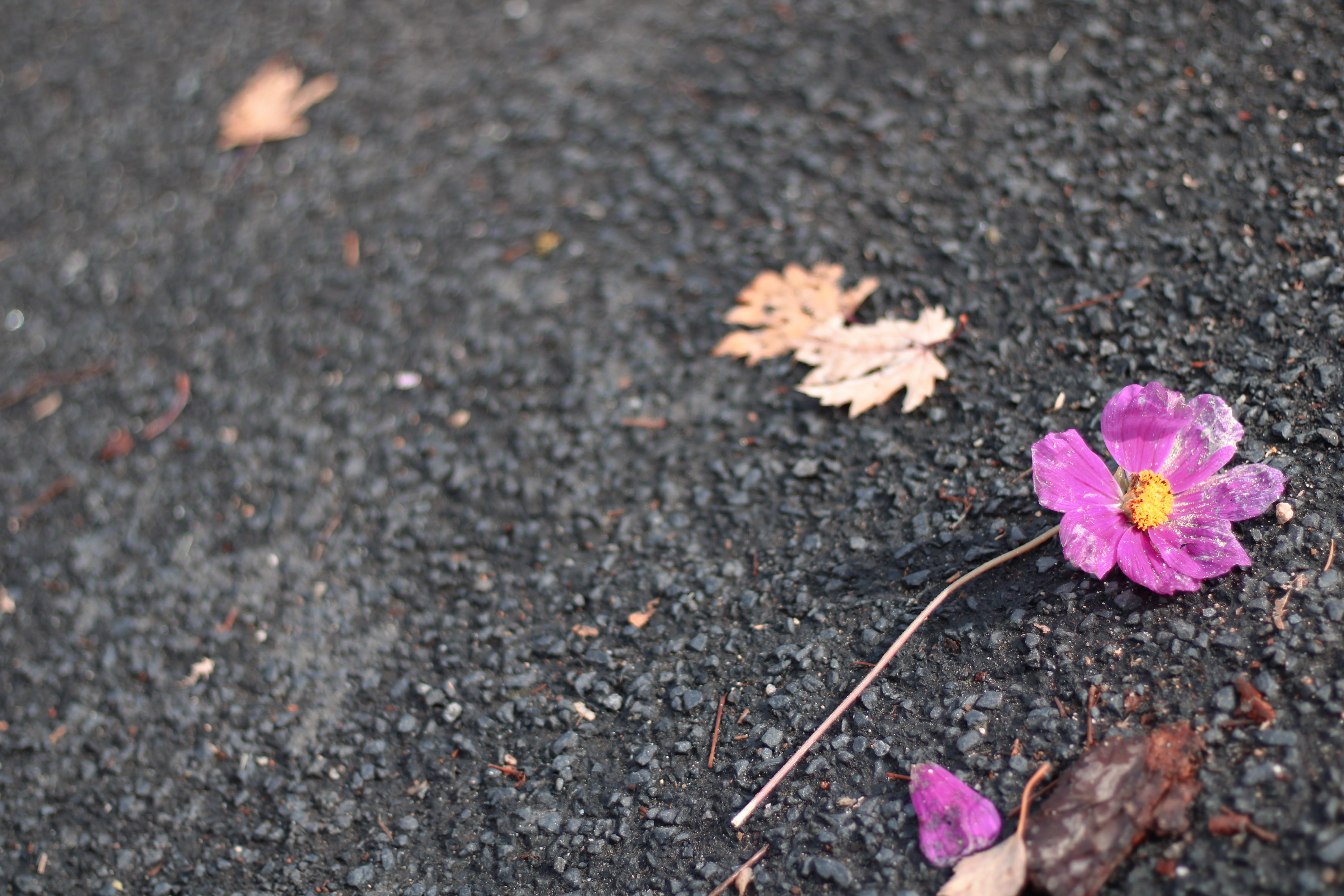 growth, day, flower, leaves, plant, vulnerability, yellow, purple, concrete, fragility, asphalt, nature, pink color, beauty in nature, dirt, flower head, HD Wallpaper