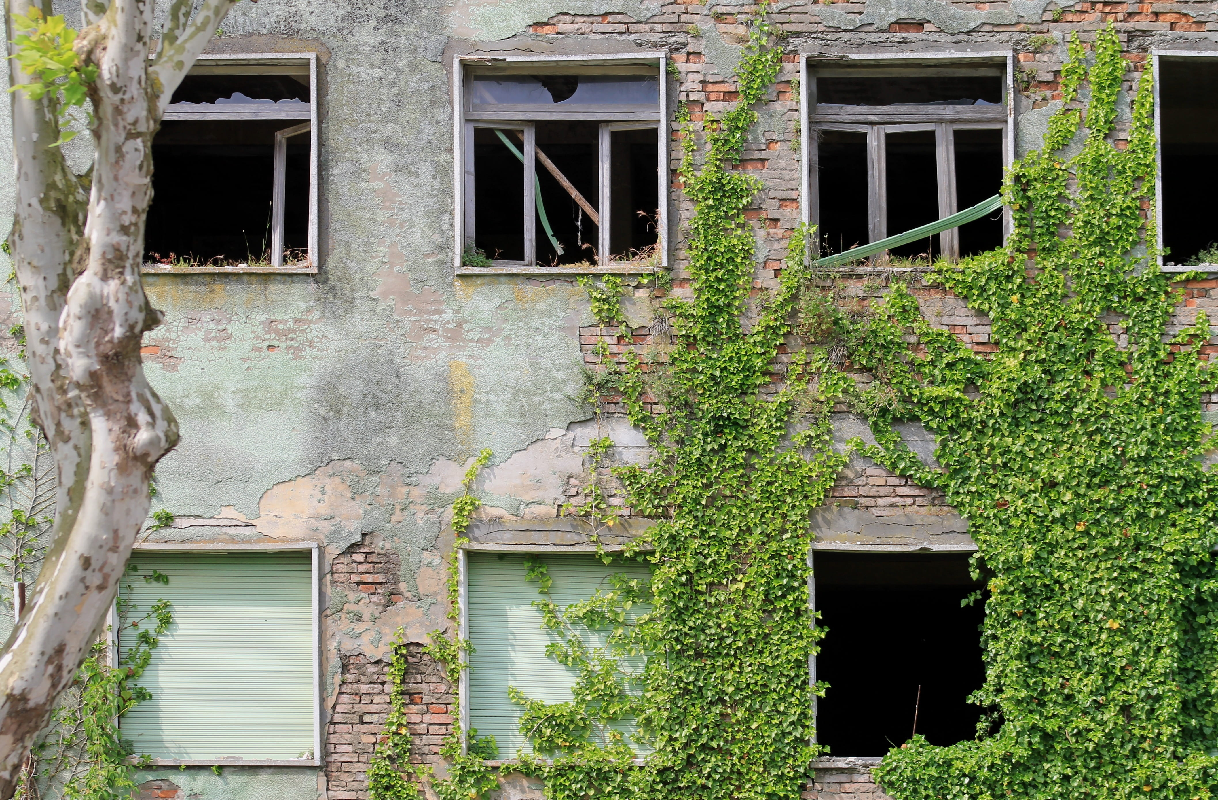 fart, weathered, deterioration, windows, window frame, damaged, no people, growth, house, day, 4K, architecture, plant, ruined house, decline, building, HD Wallpaper