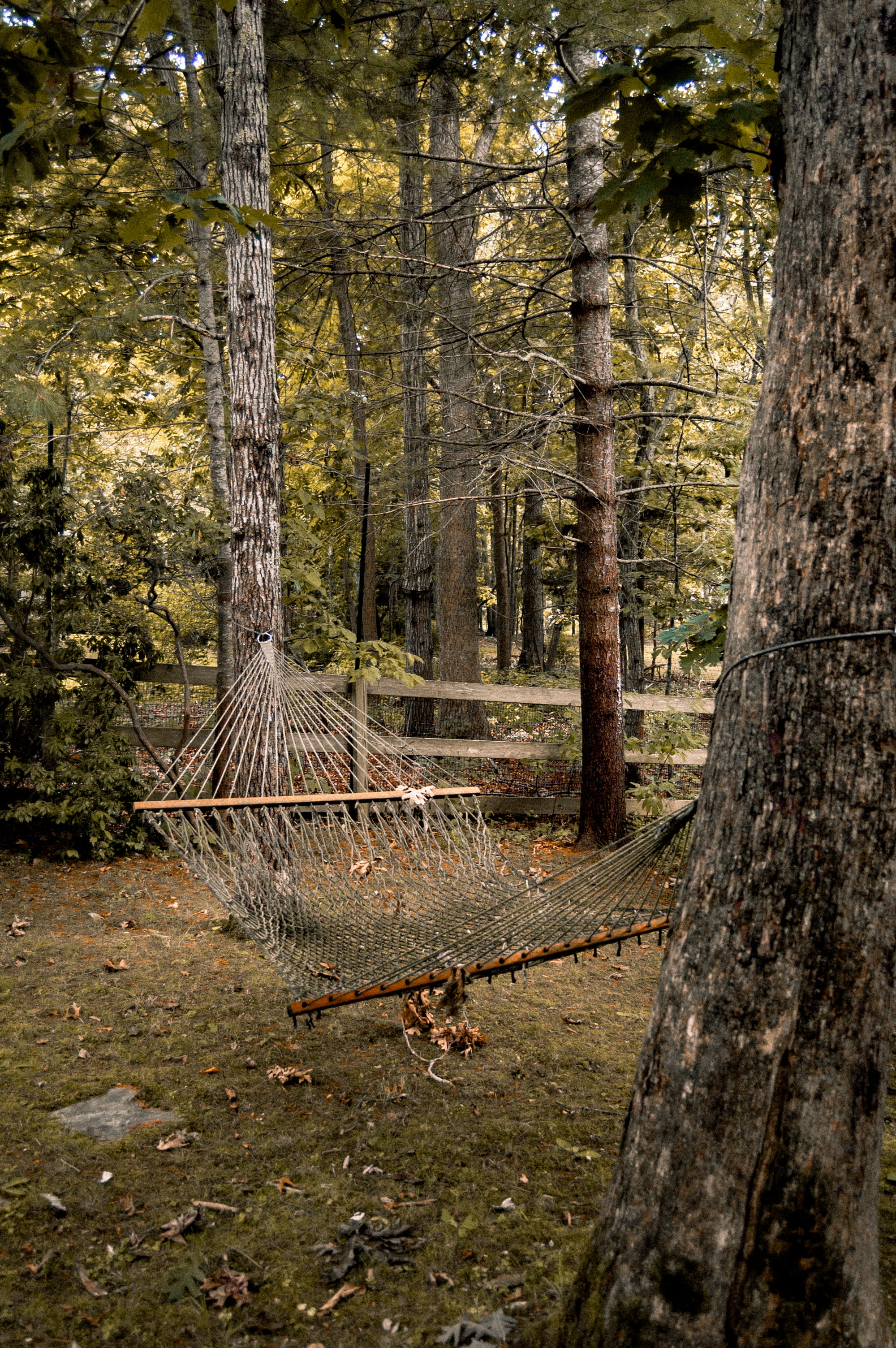 hamptons, no people, united states, hammock, land, woodland, plant, wood - material, growth, fence, tree trunk, tranquil scene, 2K, nature, remote, trunk, Phone HD Wallpaper