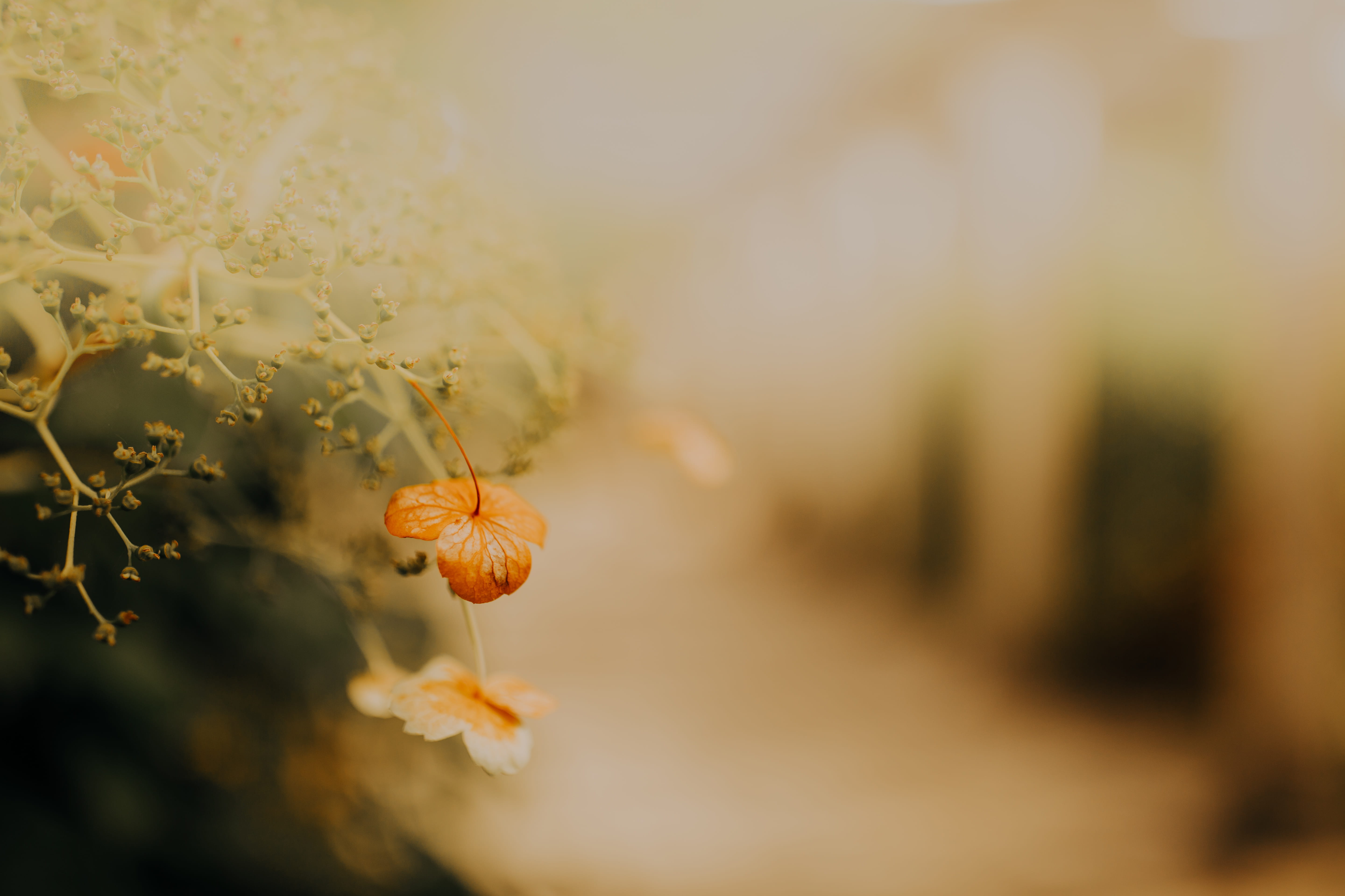 no people, 5K, fragility, outdoors, close-up, growth, focus on foreground, food and drink, insect, flowering plant, food, small flower, tranquility, garden, HD Wallpaper