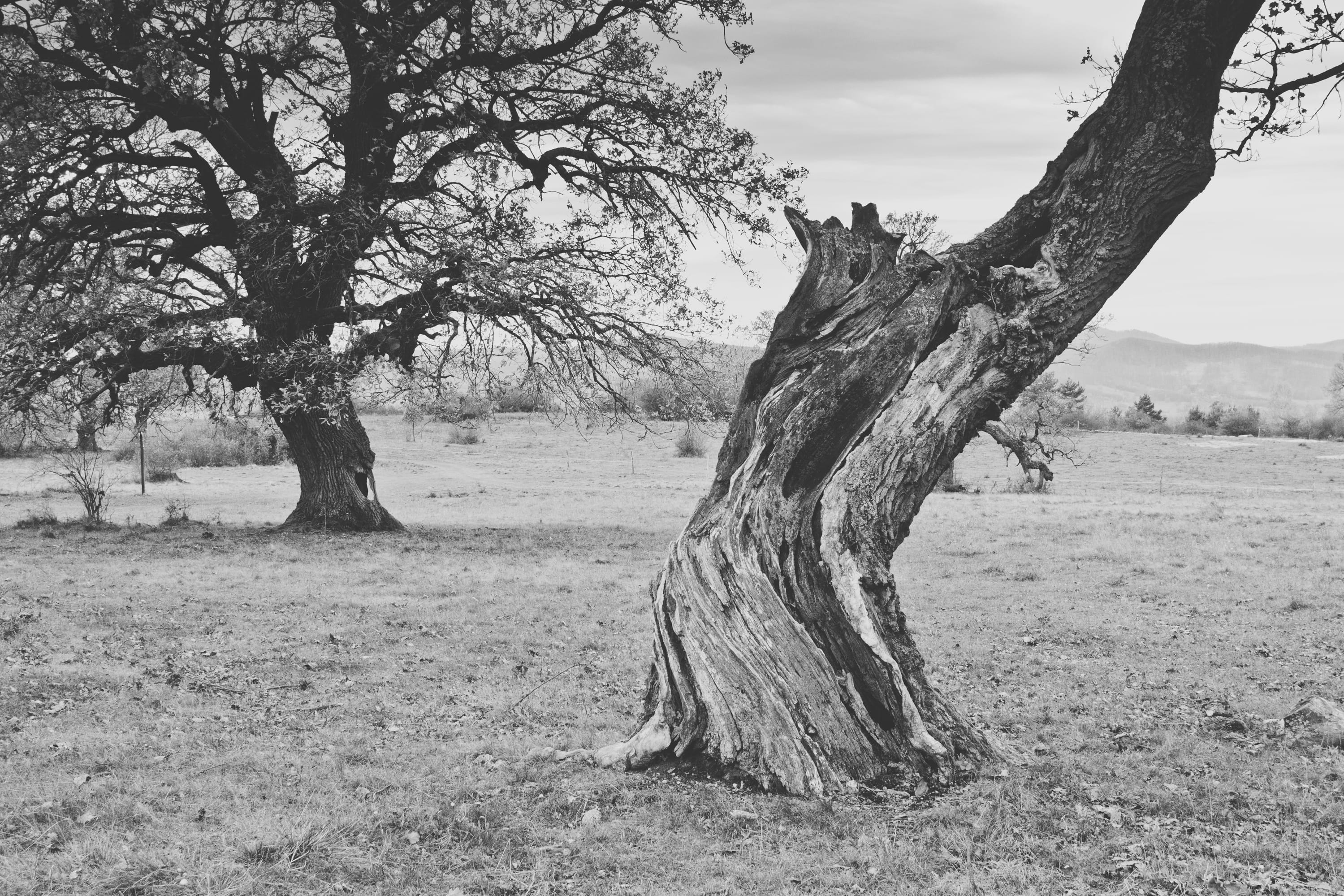 landscape, beauty, dead plant, gavurky, bw, environment, field, melancholy, slovensko, trees, scenics - nature, tranquil scene, bare tree, nature, tranquility, HD Wallpaper