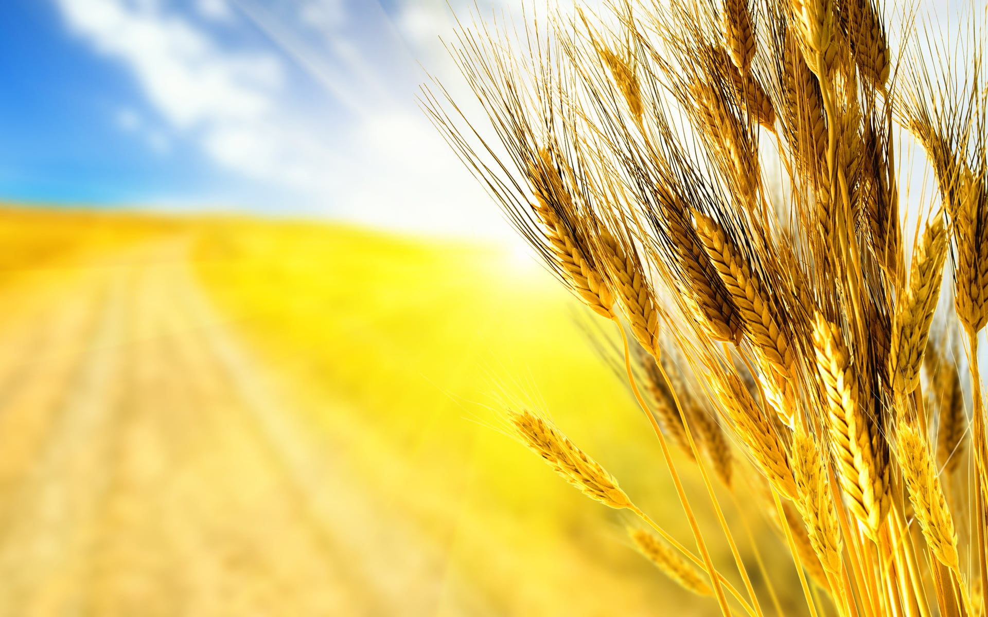 grain, sunlight, bread, the sky, harvest, no People, landscaped, sky, autumn, non-Urban Scene, rays, rural Scene, seed, straw, dry, land, the harvest, HD Wallpaper