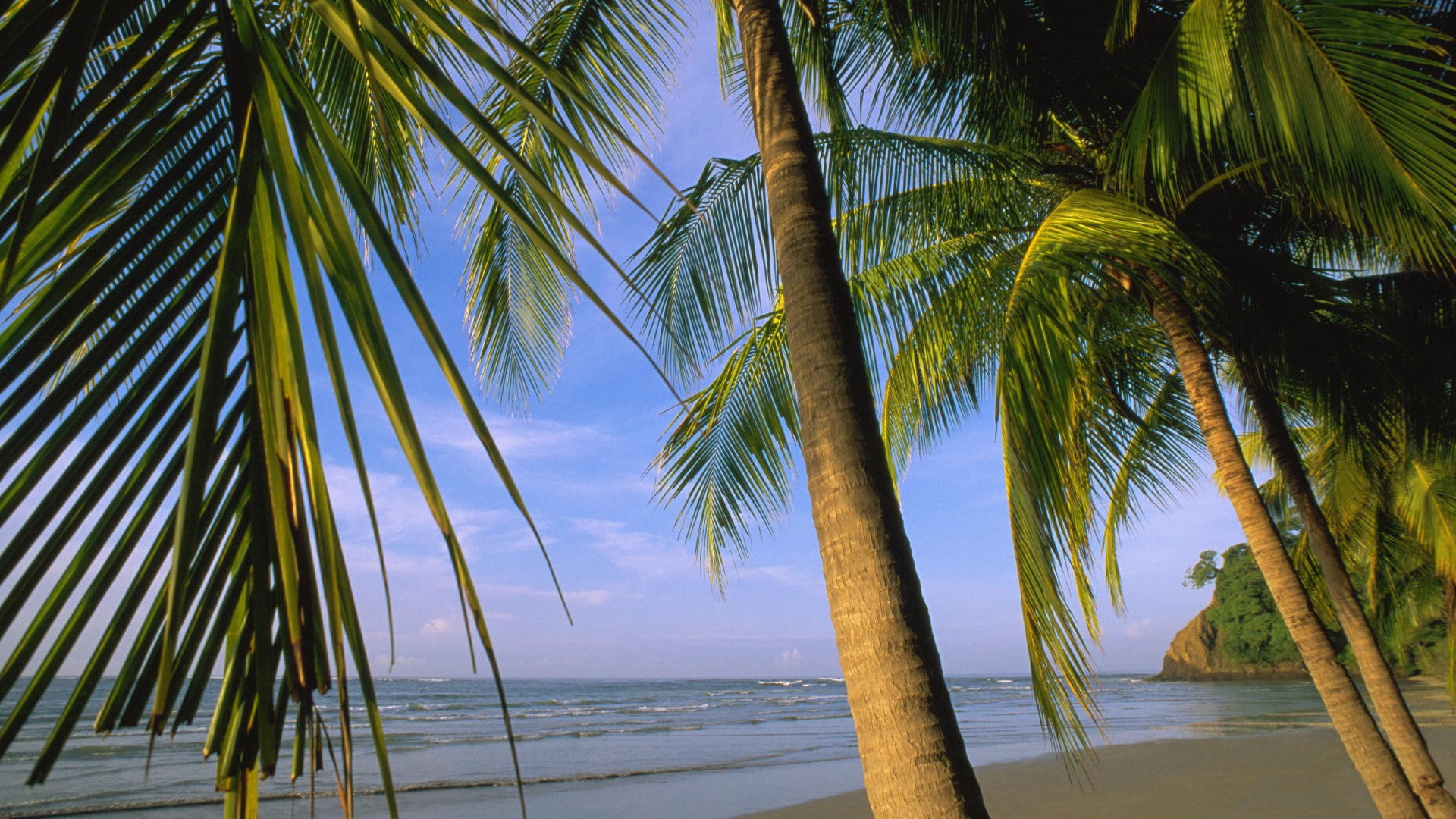 nebo, palm, trees, 1080P, beach, costa, desktop, backgrounds, rica, waves, blue, samara, sea, mexico, HD Wallpaper