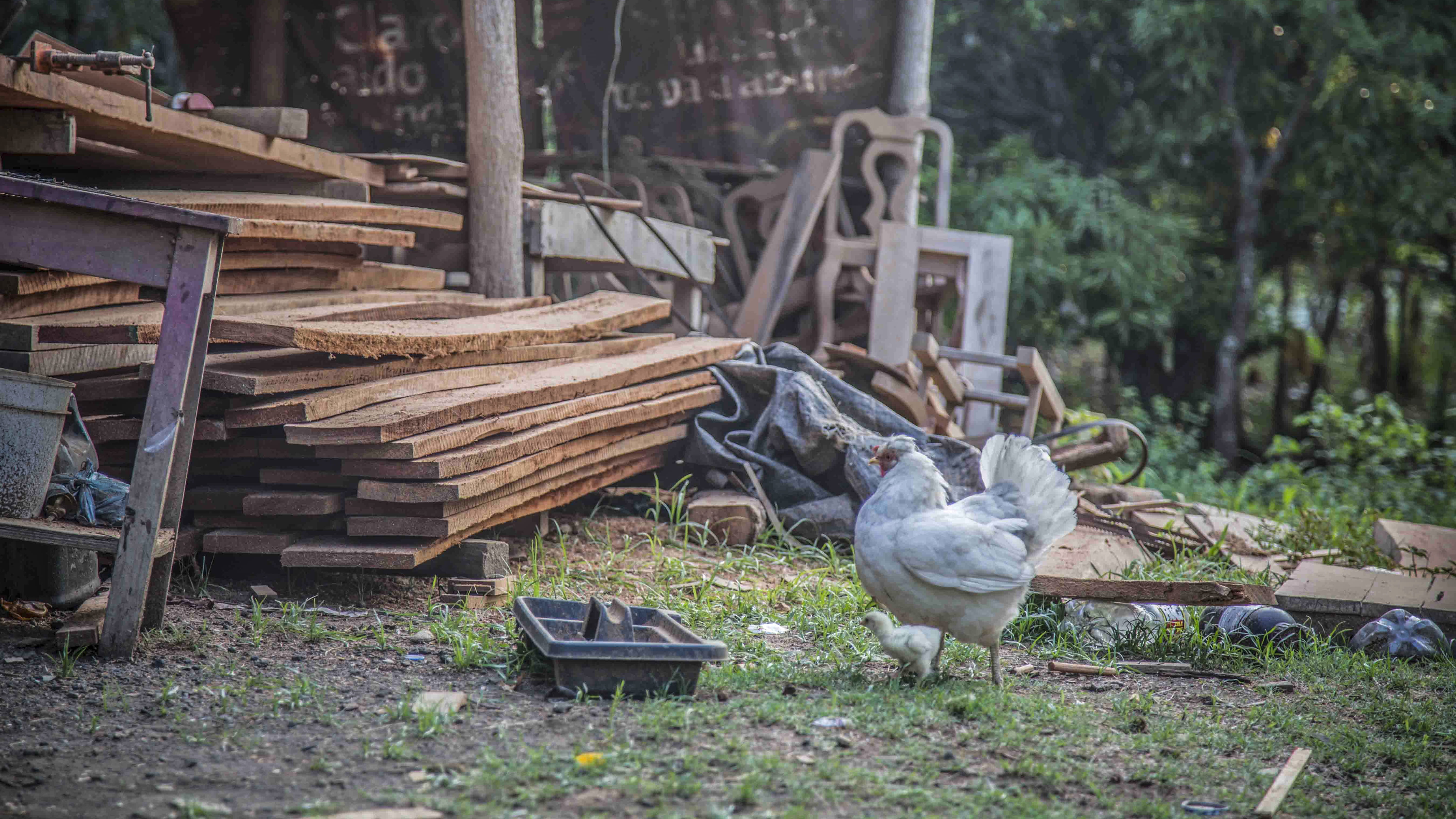 wood - material, timber, land, rivas, animal, chicken, outdoors, 5K, forest, log, wood work, firewood, sun ray, animal themes, day, roadside, nature, stack, HD Wallpaper