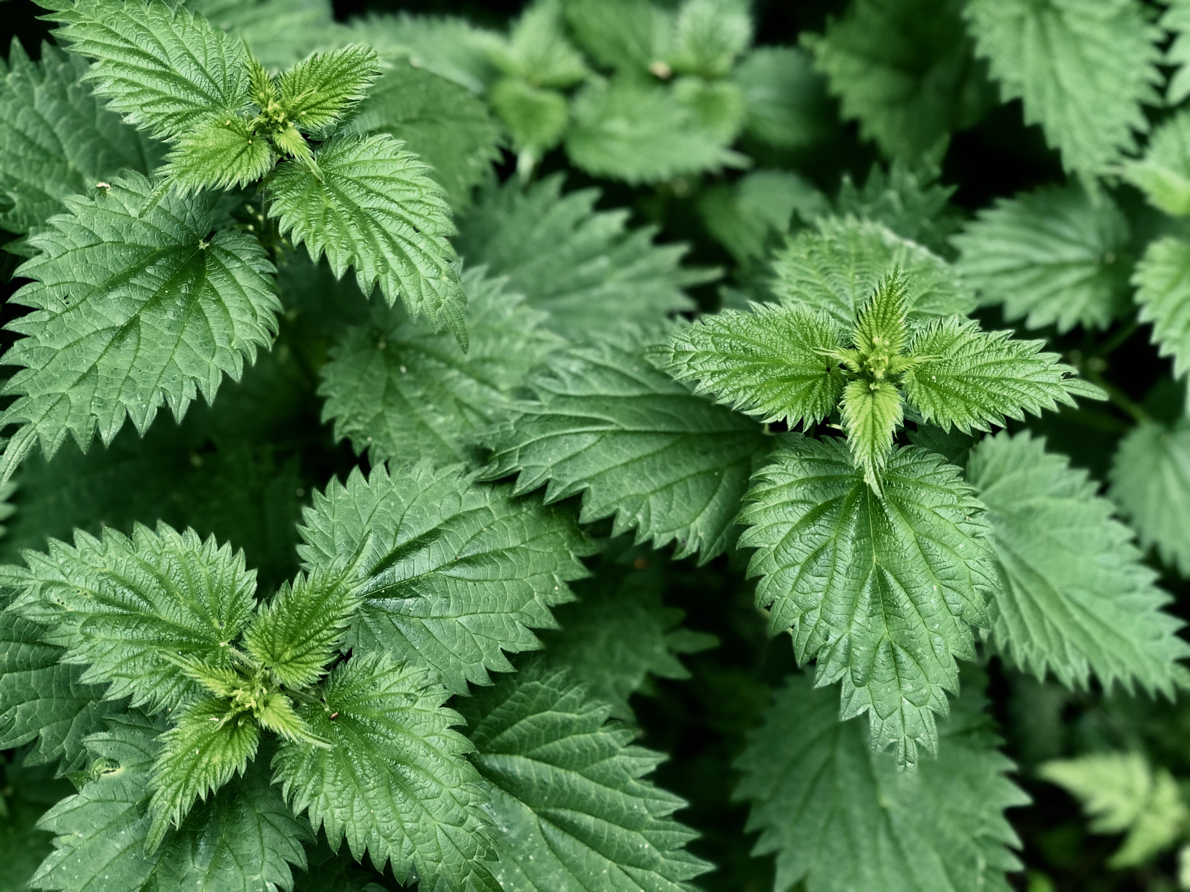 sharp, backgrounds, garden, fern, leaf, conifer, spring, selective focus, stinging, food, close-up, plant, growth, nature, tree, leaves, food and drink, HD Wallpaper