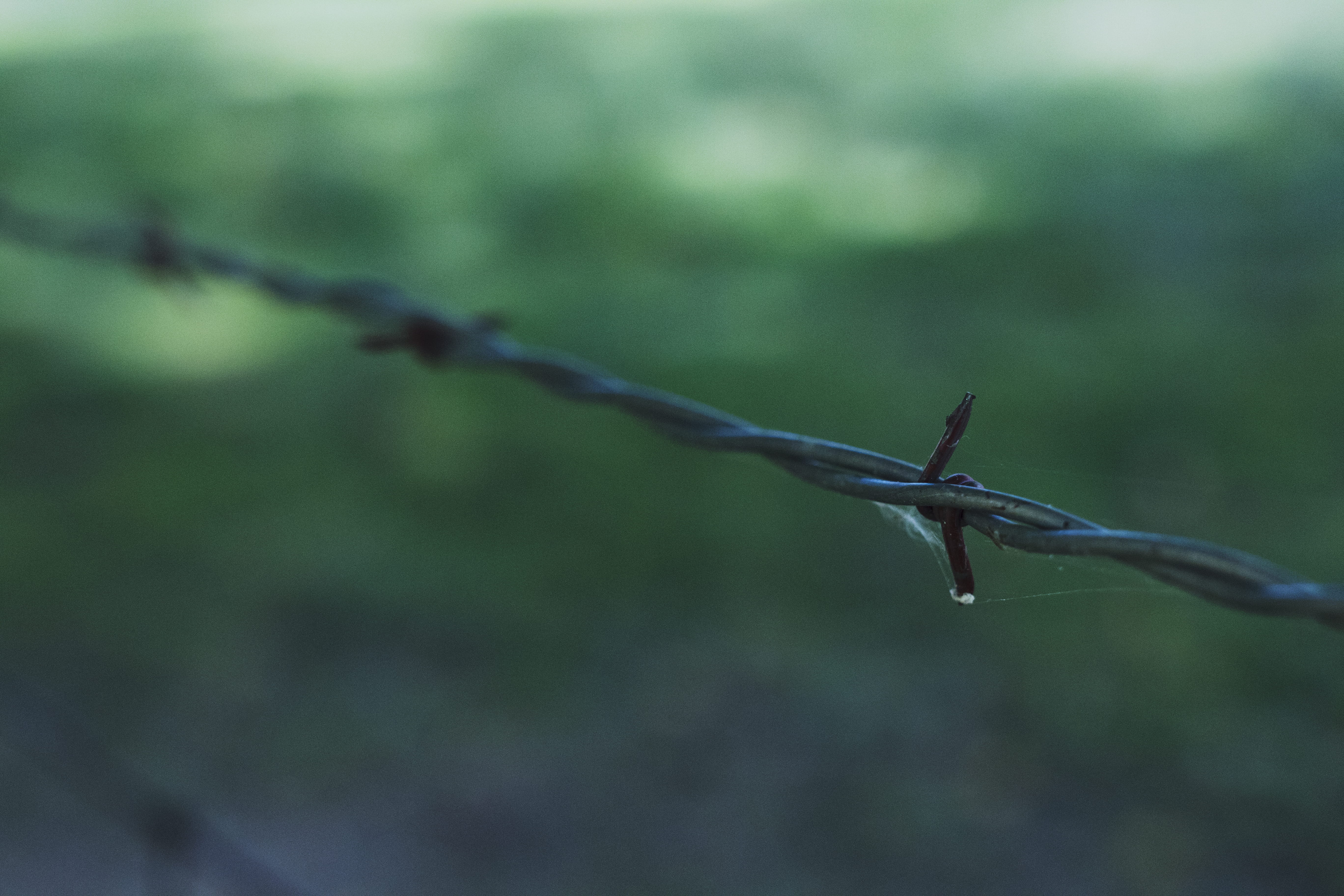 twisted, scenery, green, mid-air, spider web, spread wings, close-up, 5K, day, chesterton, field, fence, one animal, edge, farm, barbed wire, outdoors, HD Wallpaper
