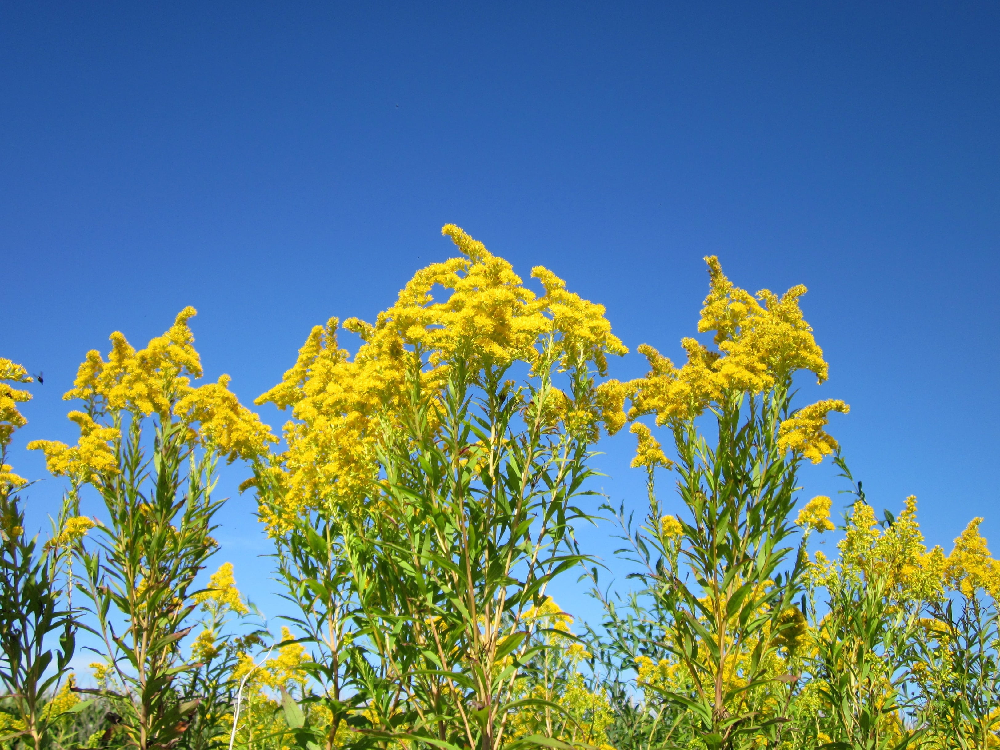 nature, growth, blue, weed, sunlight, species, yellow, beauty in nature, environment, day, outdoors, flora, clear sky, plant, invasive, low angle view, HD Wallpaper