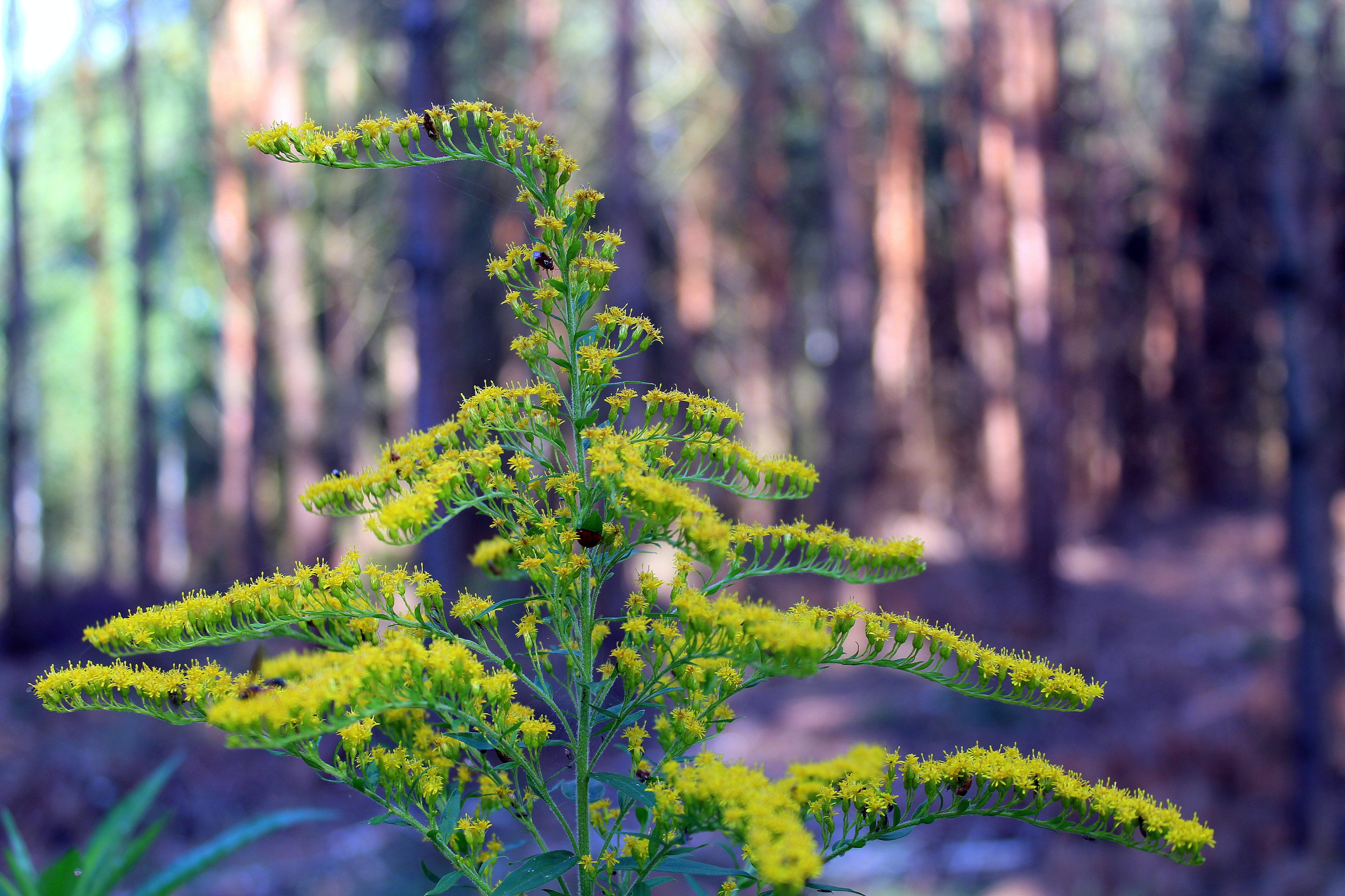 no people, goldenrod, plants, pine tree, woodland, environment, sunlight, leaf, green color, plant, tree, 5K, summer, ornamental garden, beauty in nature, HD Wallpaper