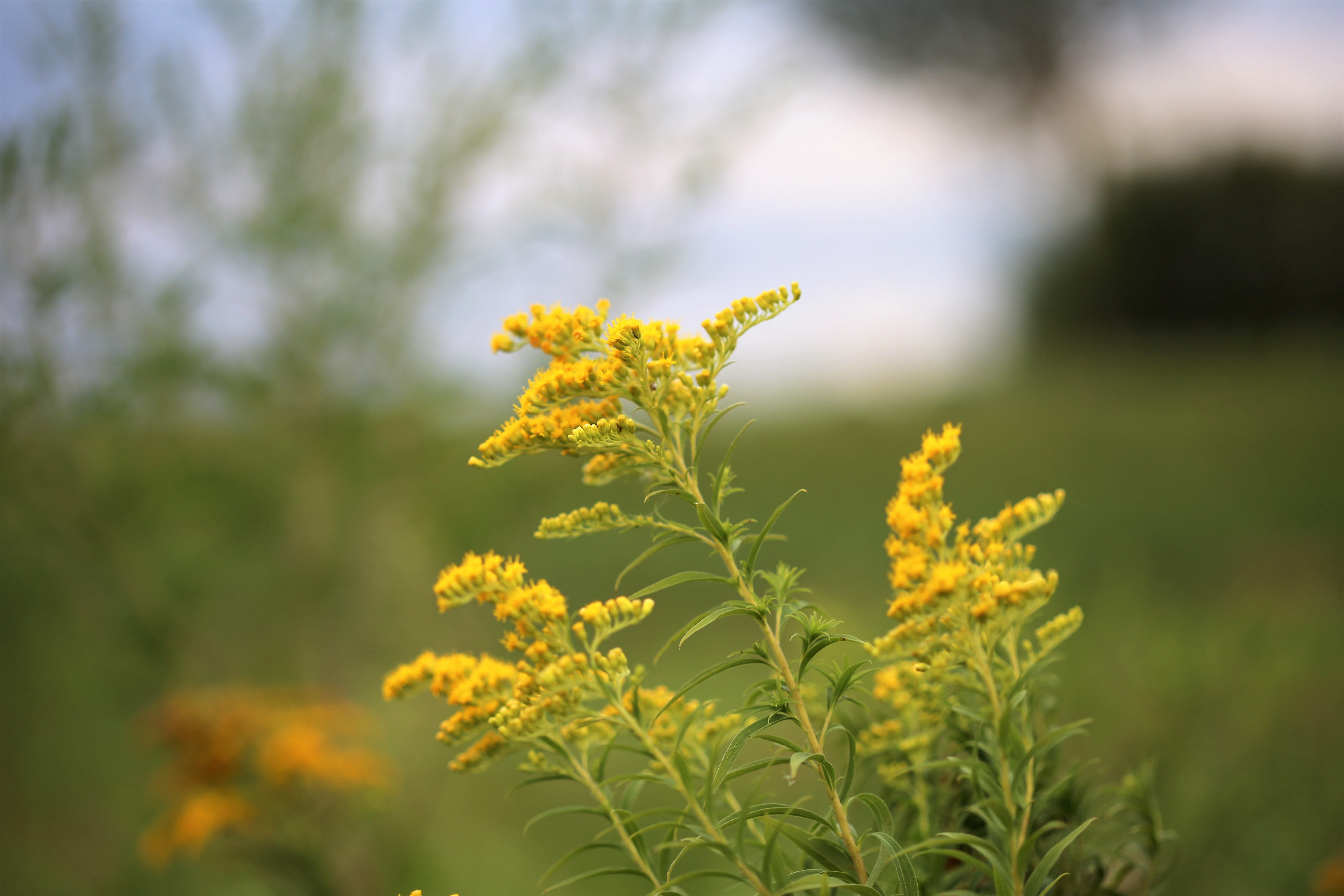 fragility, meadow, plant, flower, environment, outdoors, plant part, flower head, goldenrod, no people, season, summer, freshness, outdoor, close-up, beauty in nature, HD Wallpaper