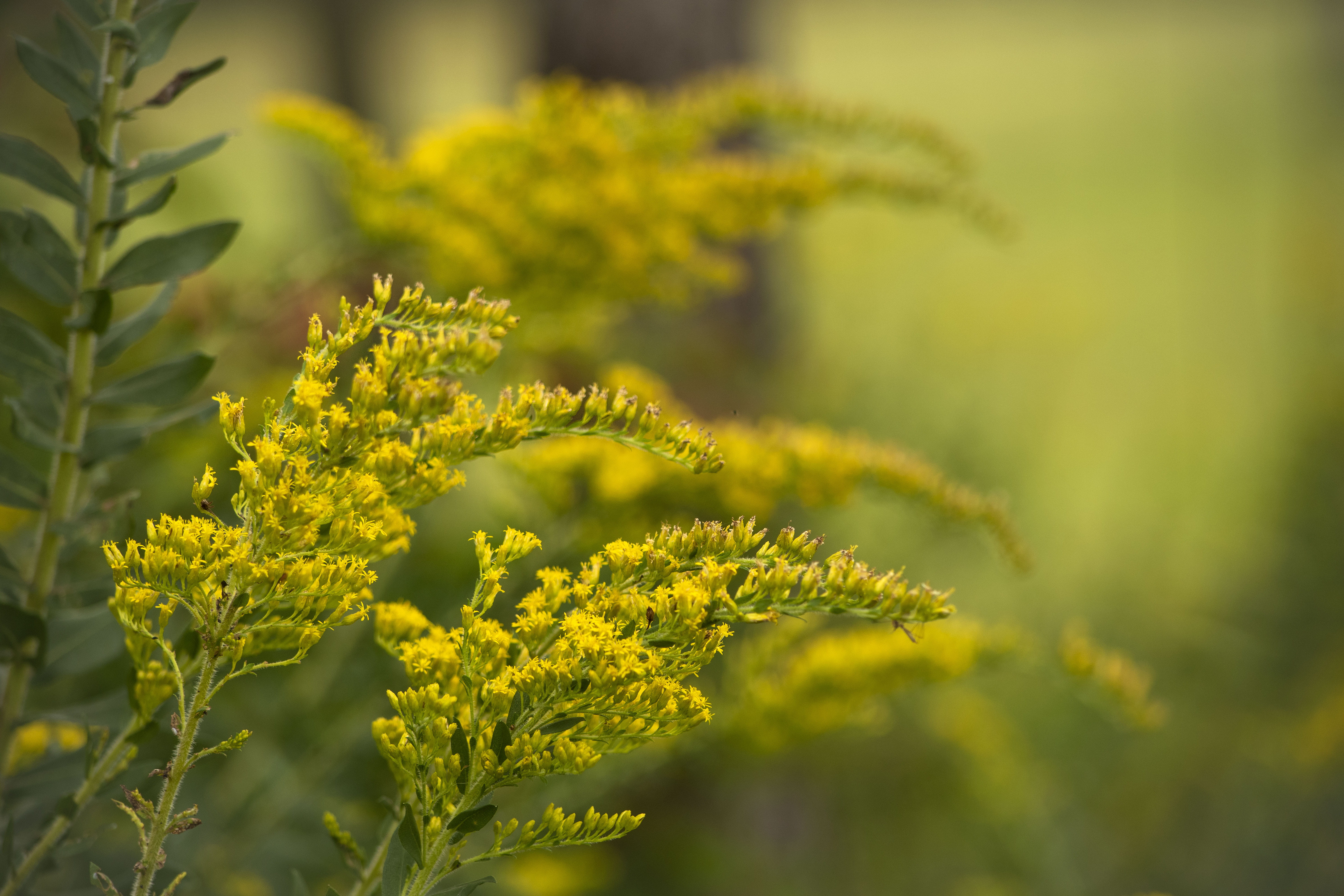 goldenrod, green color, flowering plant, autumn, selective focus, rural, flower, blossoms, yellow, plants, day, tranquility, leaf, 5K, close-up, wildflowers, HD Wallpaper