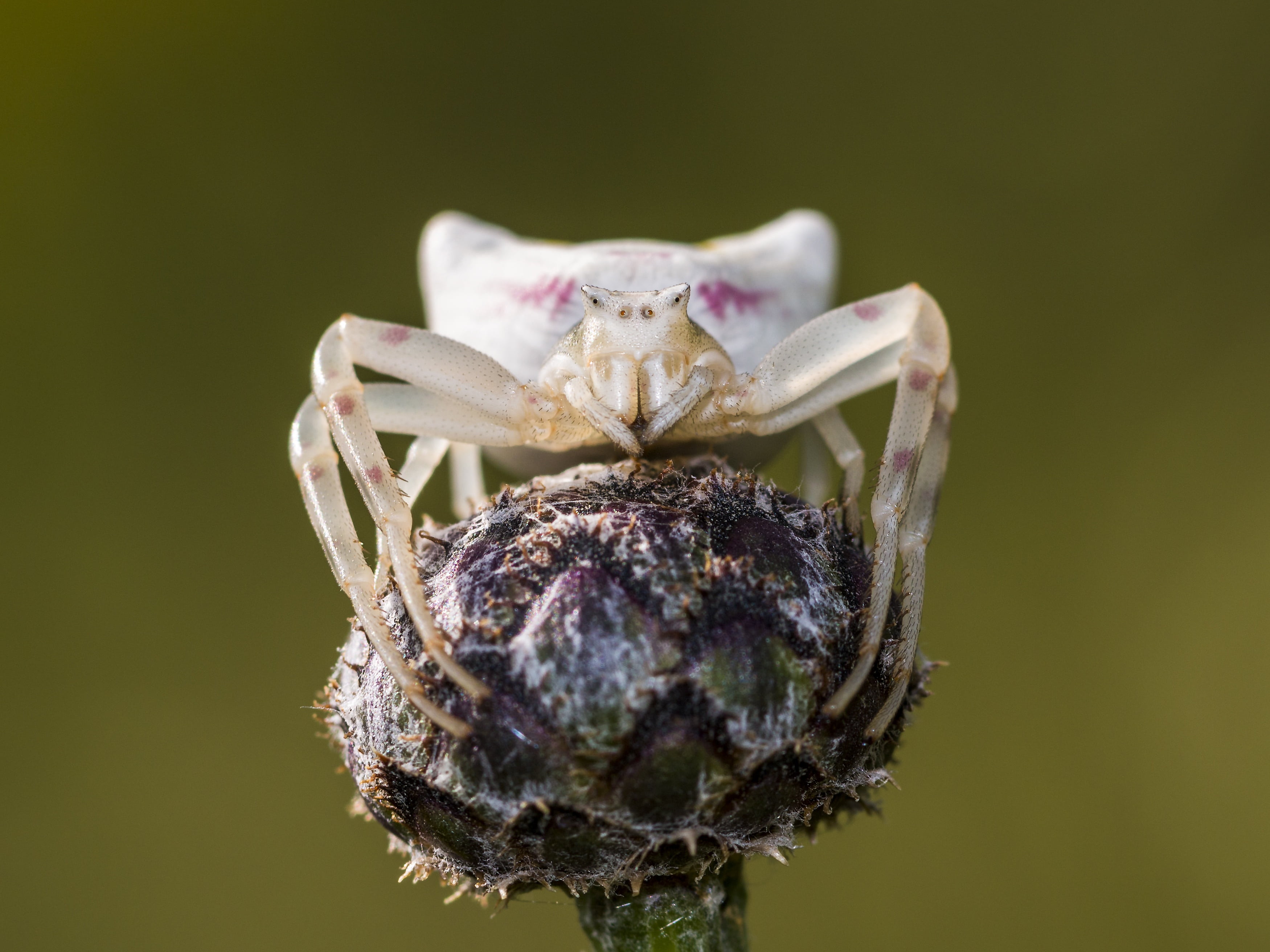 insect, studio shot, spider, animal themes, macro, animals in the wild, one animal, focus on foreground, plant, hunter, day, goldenrod crab spider, nature, HD Wallpaper
