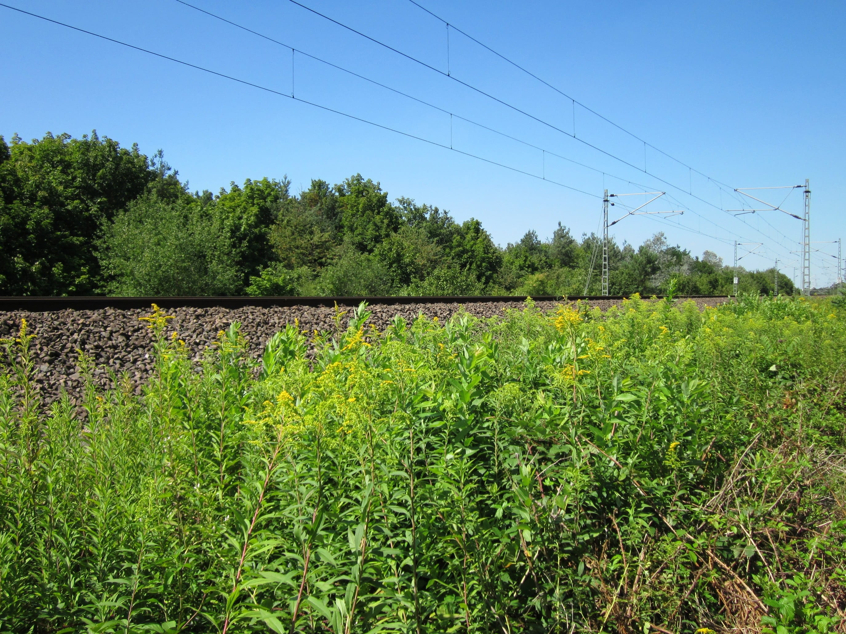 power supply, infrastructure, beauty in nature, tranquil scene, train, farm, transport, plantation, scenics - nature, Solidago Canadensis, goldenrod, growth, HD Wallpaper