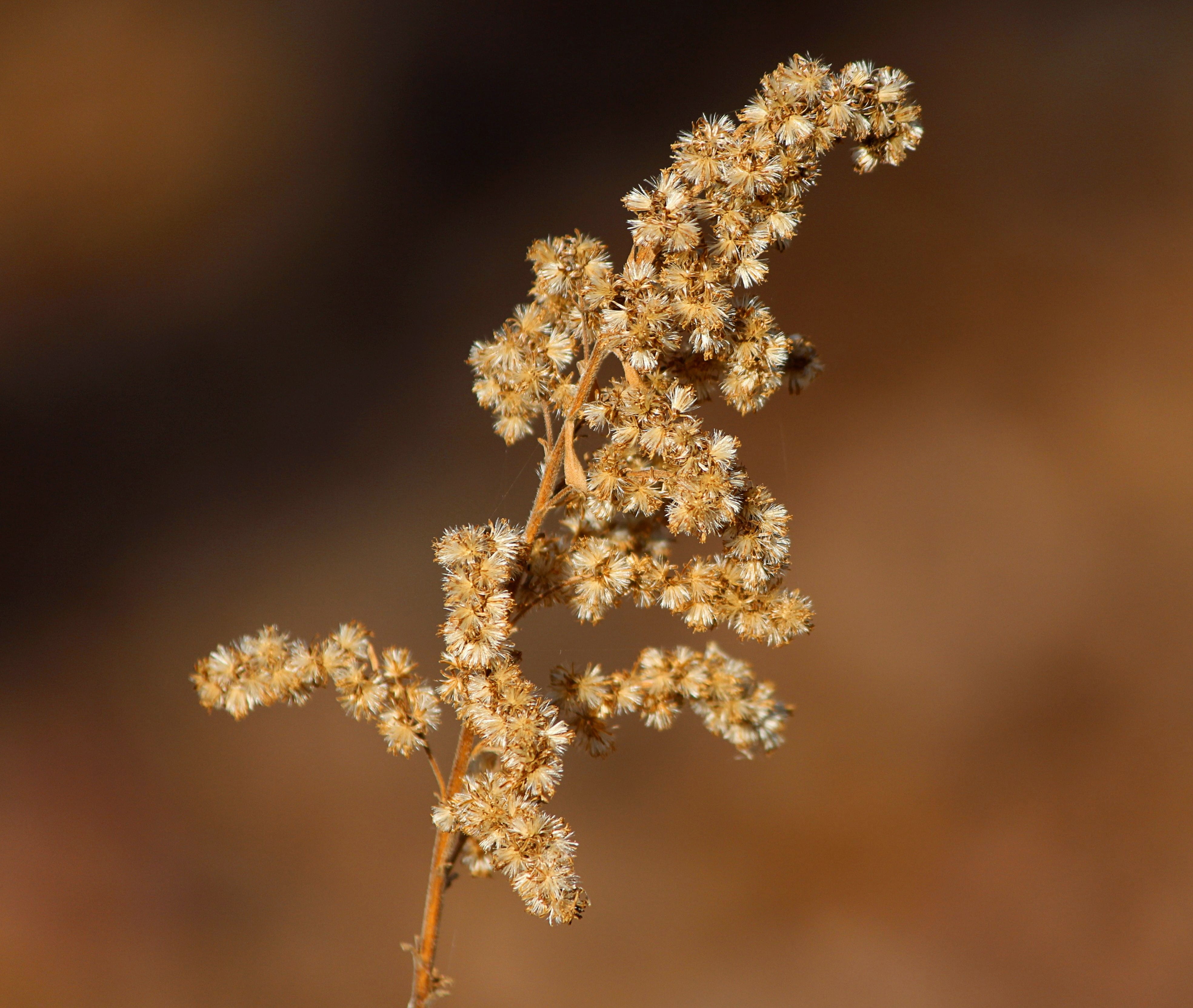 tranquility, snow, plant, frozen, agriculture, vulnerability, cold temperature, flowering plant, Weed, gold colored, fragility, no people, floral, Goldenrod, HD Wallpaper