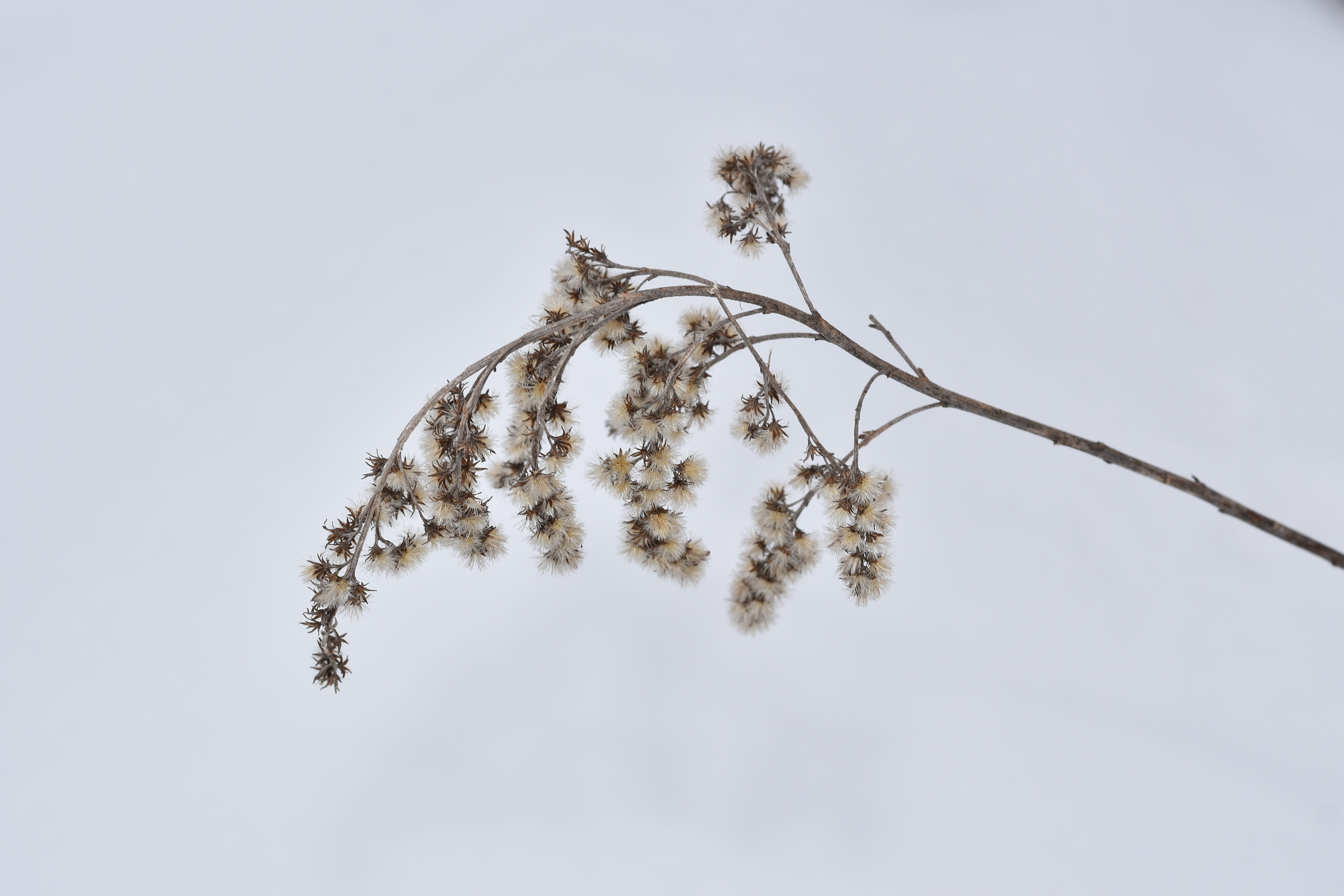 winter, ice, white, flower, dry grass in snow, cold temperature, day, solidago gigantea, branch, natural, no people, beauty in nature, focus on foreground, HD Wallpaper