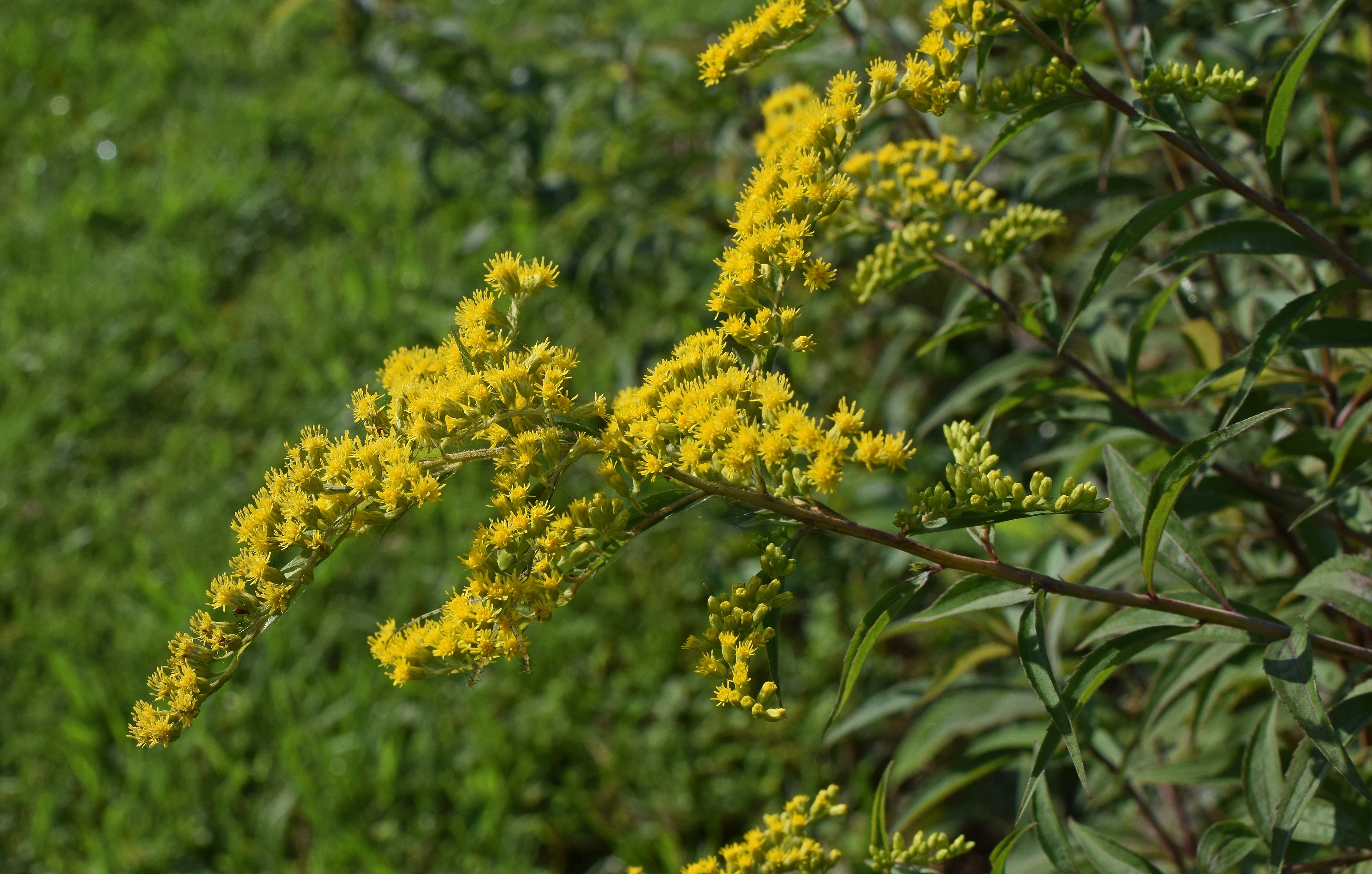 fragility, herb, vulnerability, plant, nature, freshness, outdoors, day, goldenrod, focus on foreground, growth, leaf, allergen, flower, close-up, meadow, HD Wallpaper