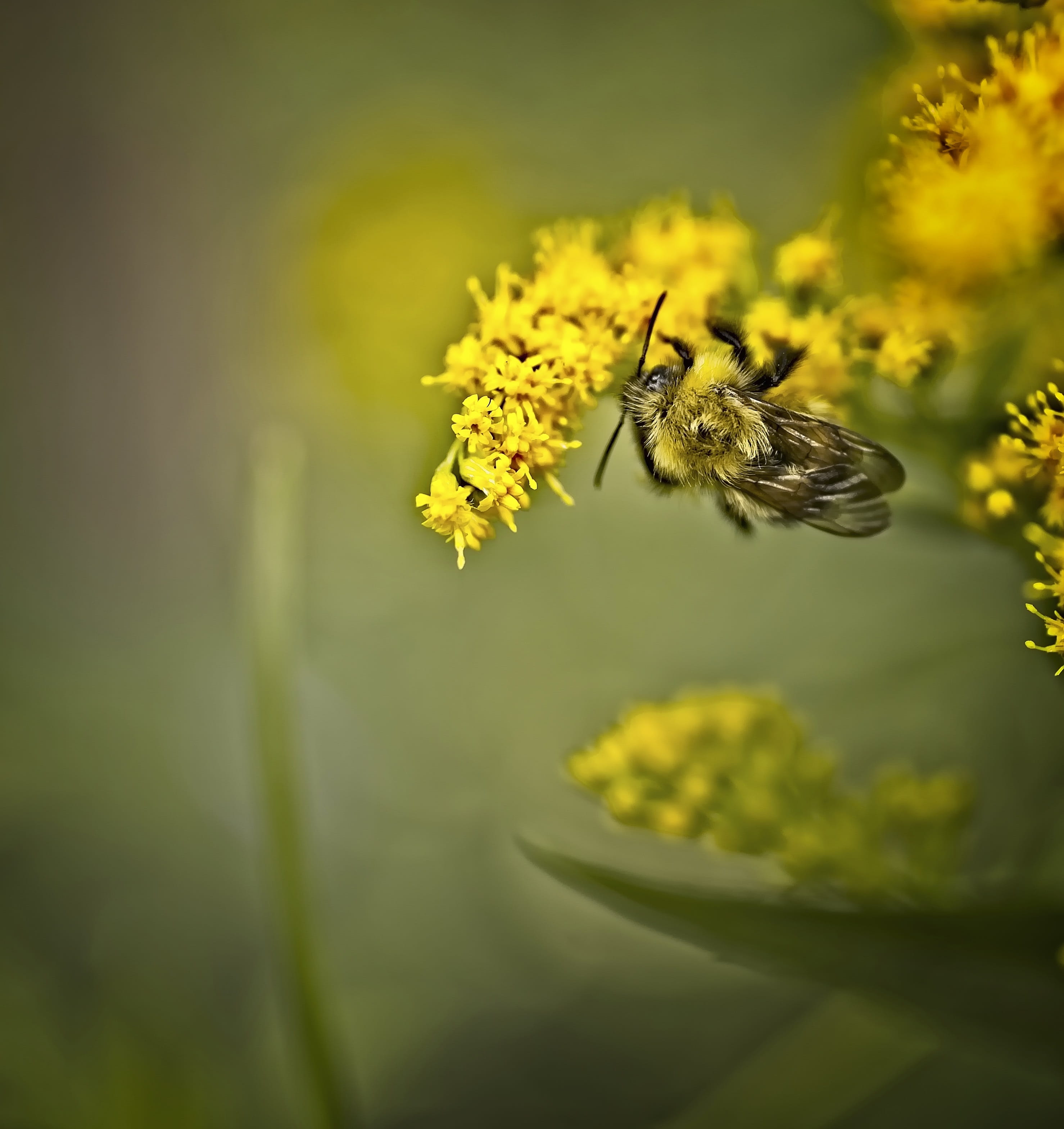 selective focus, animal wildlife, one animal, animal themes, nature, freshness, no people, 2K, insect, flower head, pollination, flower, pollen, sunshine, Phone HD Wallpaper