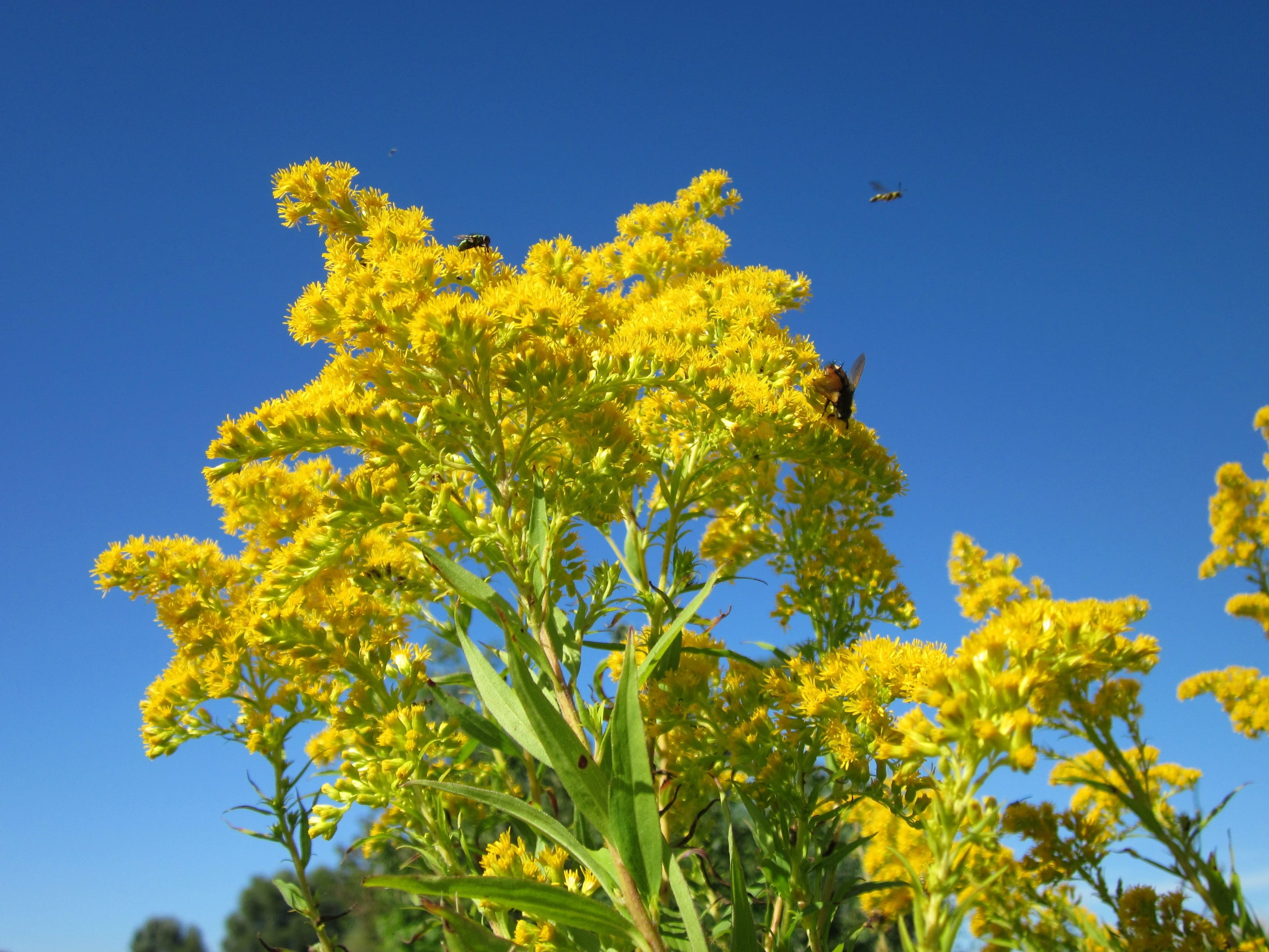 flower, animal themes, sunny, growth, flying, outdoors, flowering plant, no people, goldenrod, bird, animal, clear sky, 2K, weed, tree, vertebrate, nature, HD Wallpaper