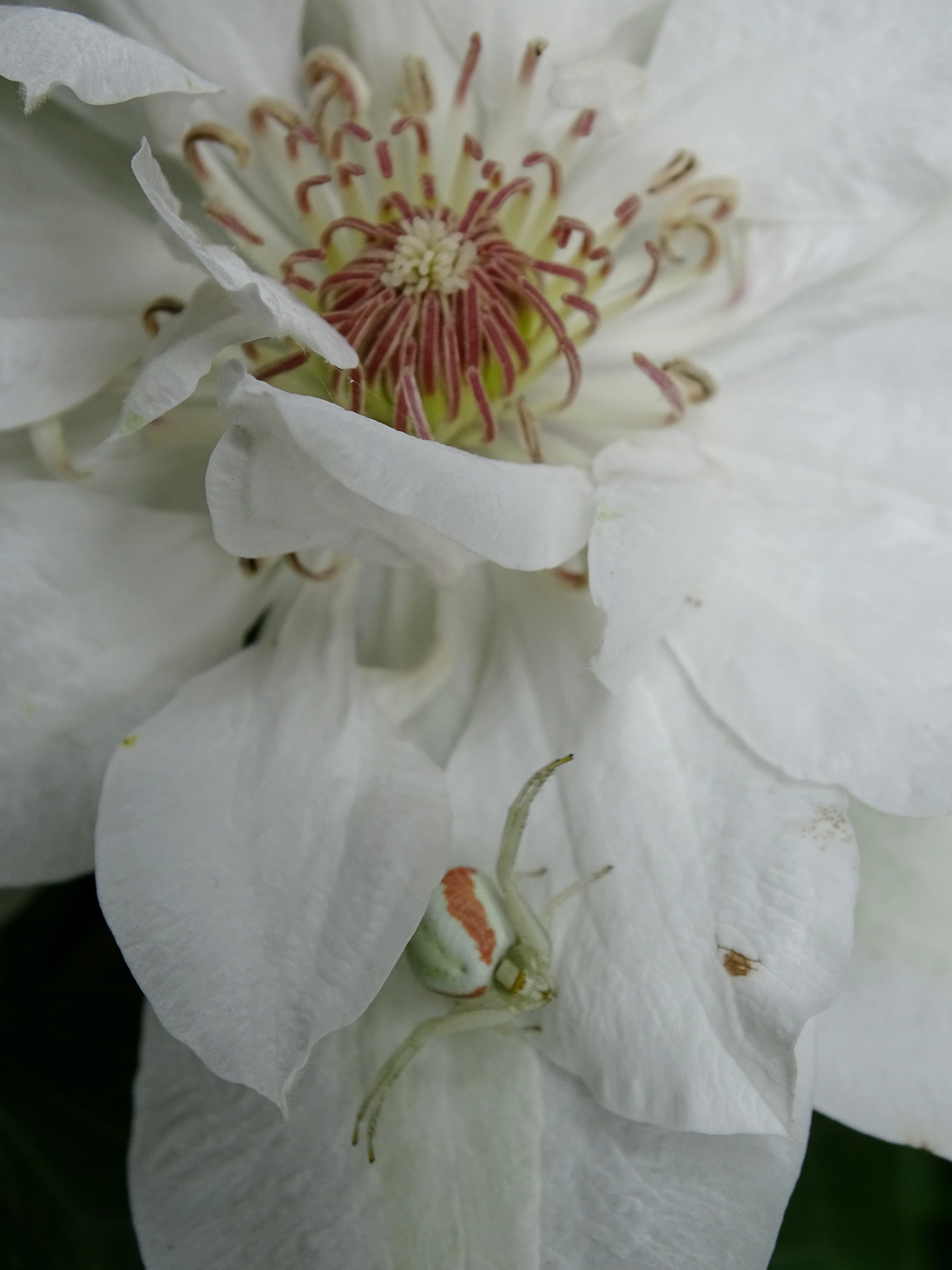 goldenrod crab spider, petal, close up, fragility, no people, close-up, nature, stamen, flower head, spider, pollen, plant, freshness, white color, beauty in nature, Phone HD Wallpaper