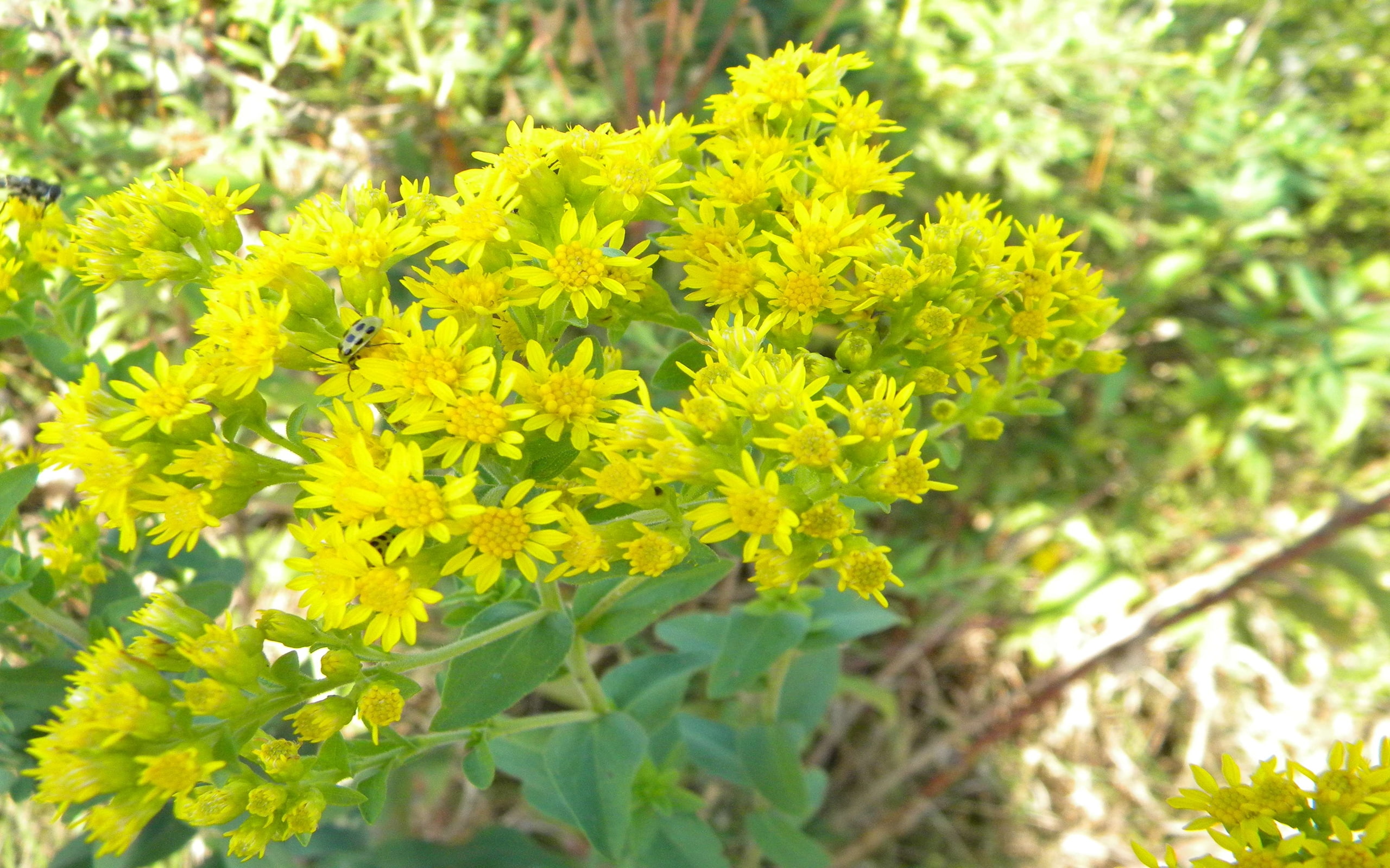2K, stiff, goldenrod, HD Wallpaper