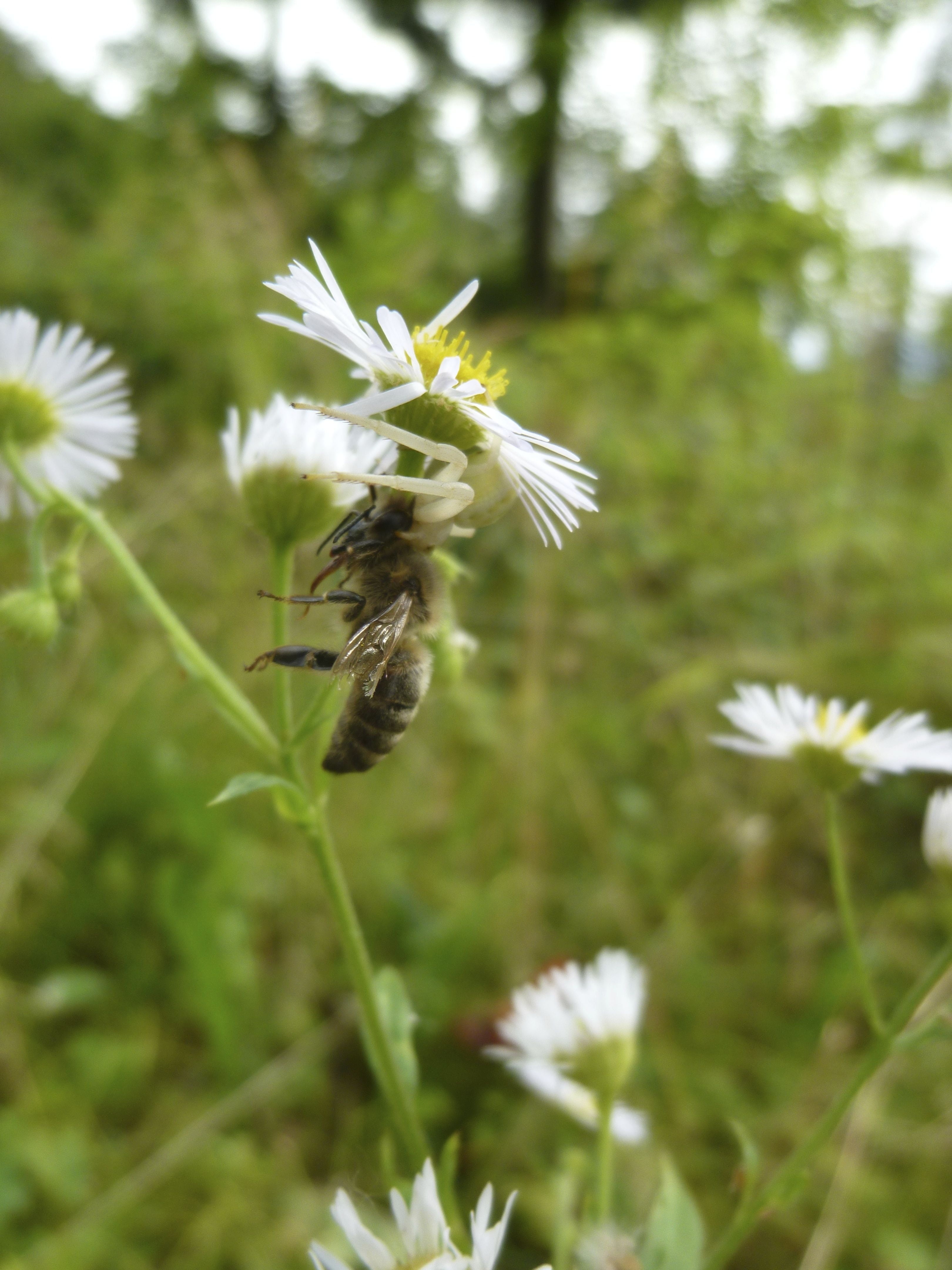 vulnerability, victims, pollination, growth, close-up, arachnids, misumena vatia, animal themes, ansitz hunter, freshness, no people, nature, spider, apis mellifera, Phone HD Wallpaper