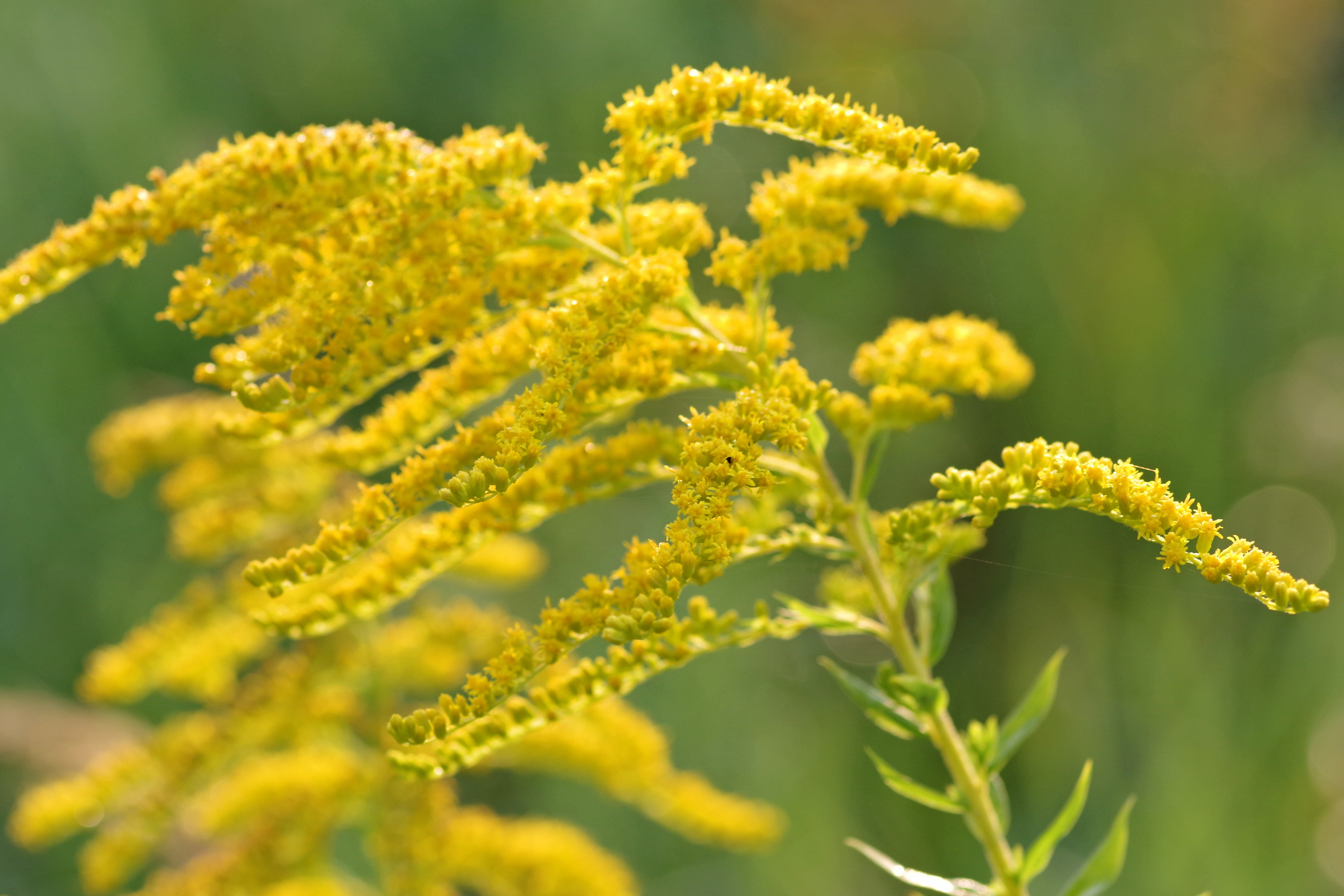 flower, green color, yellow, green, yellow flowers, close-up, day, flowers, small flowers, food, vulnerability, goldenrod, growth, flower head, branch, HD Wallpaper