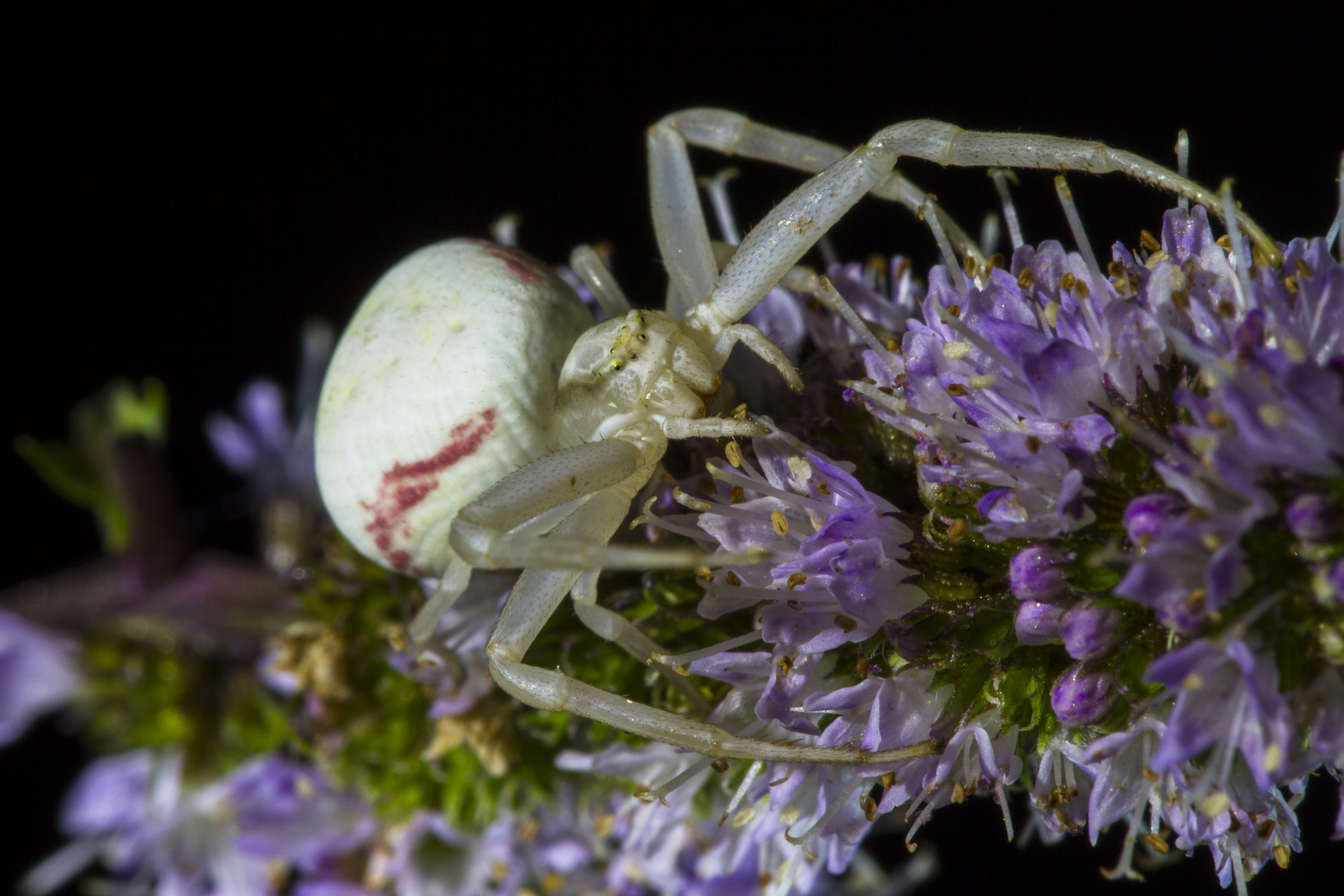 animal themes, no people, purple, flowering plant, animals in the wild, black background, nature, animal wildlife, Misumena Vatia, invertebrate, vulnerability, HD Wallpaper