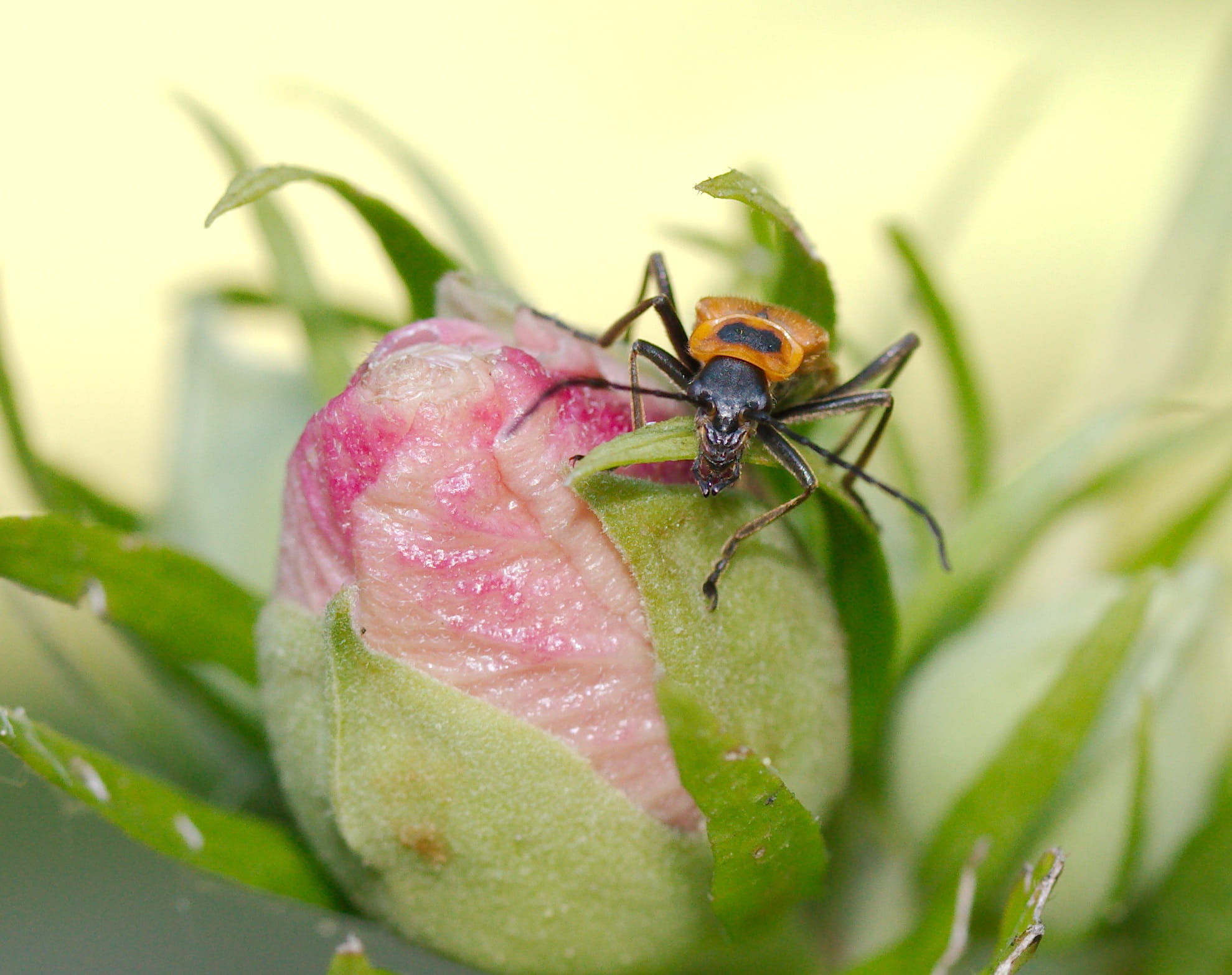 Beetle, blossom, flower, animal, growth, pink color, pollination, spider Web, close-up, Soldier, spider, Illinois, no people, summer, pollen, nature, green Color, HD Wallpaper