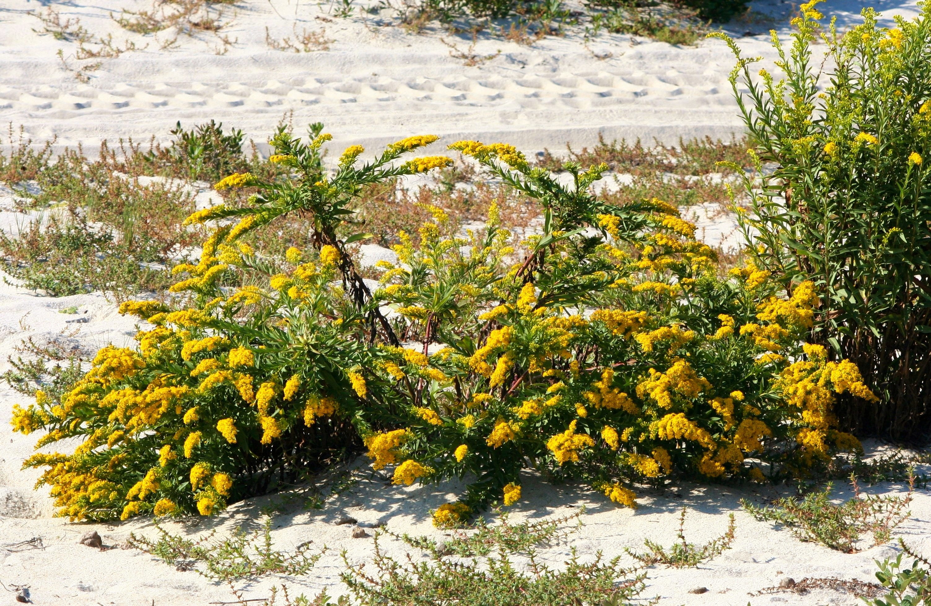 outdoors, flower, solidago, hay fever, green color, 2K, land, no people, field, yellow, snow, sunlight, winter, nature, cold temperature, growth, day, HD Wallpaper