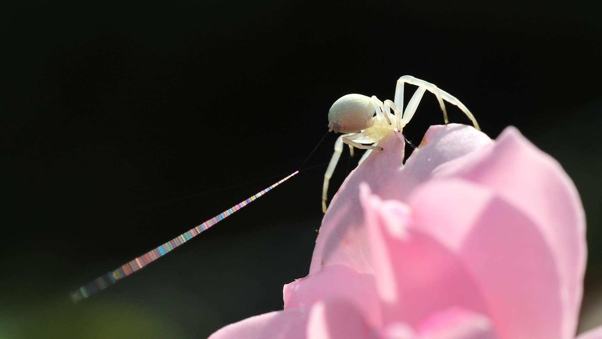 macro, beauty In Nature, vulnerability, wildlife, animal wildlife, nature, fragility, flower, freshness, 1080P, no people, invertebrate, one animal, studio shot, HD Wallpaper
