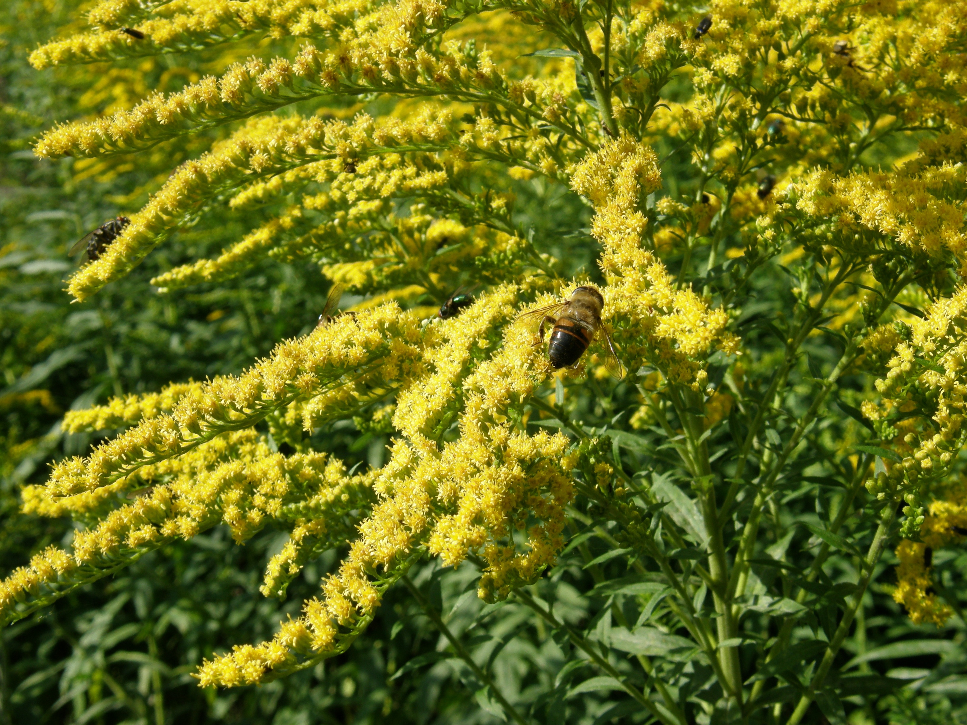pollination, animal, plant, one animal, animal themes, outdoors, day, nature, no people, growth, bug, freshness, green color, sunlight, 2K, close-up, animals in the wild, HD Wallpaper
