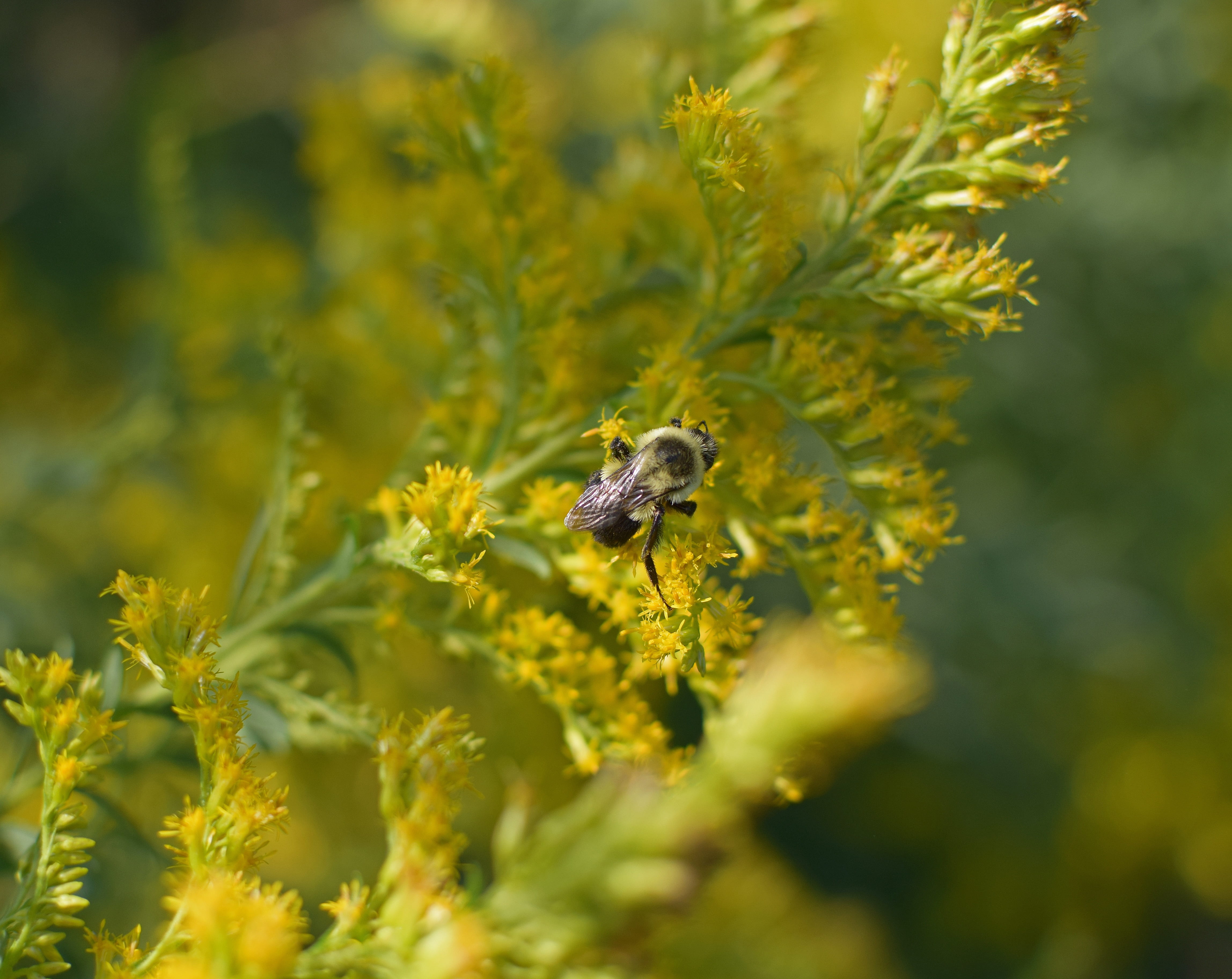 flower head, bloom, pollinator, honeybee in goldenrod, plant, petal, flower, animal wildlife, fall, no people, outdoors, flowering plant, one animal, beauty in nature, HD Wallpaper