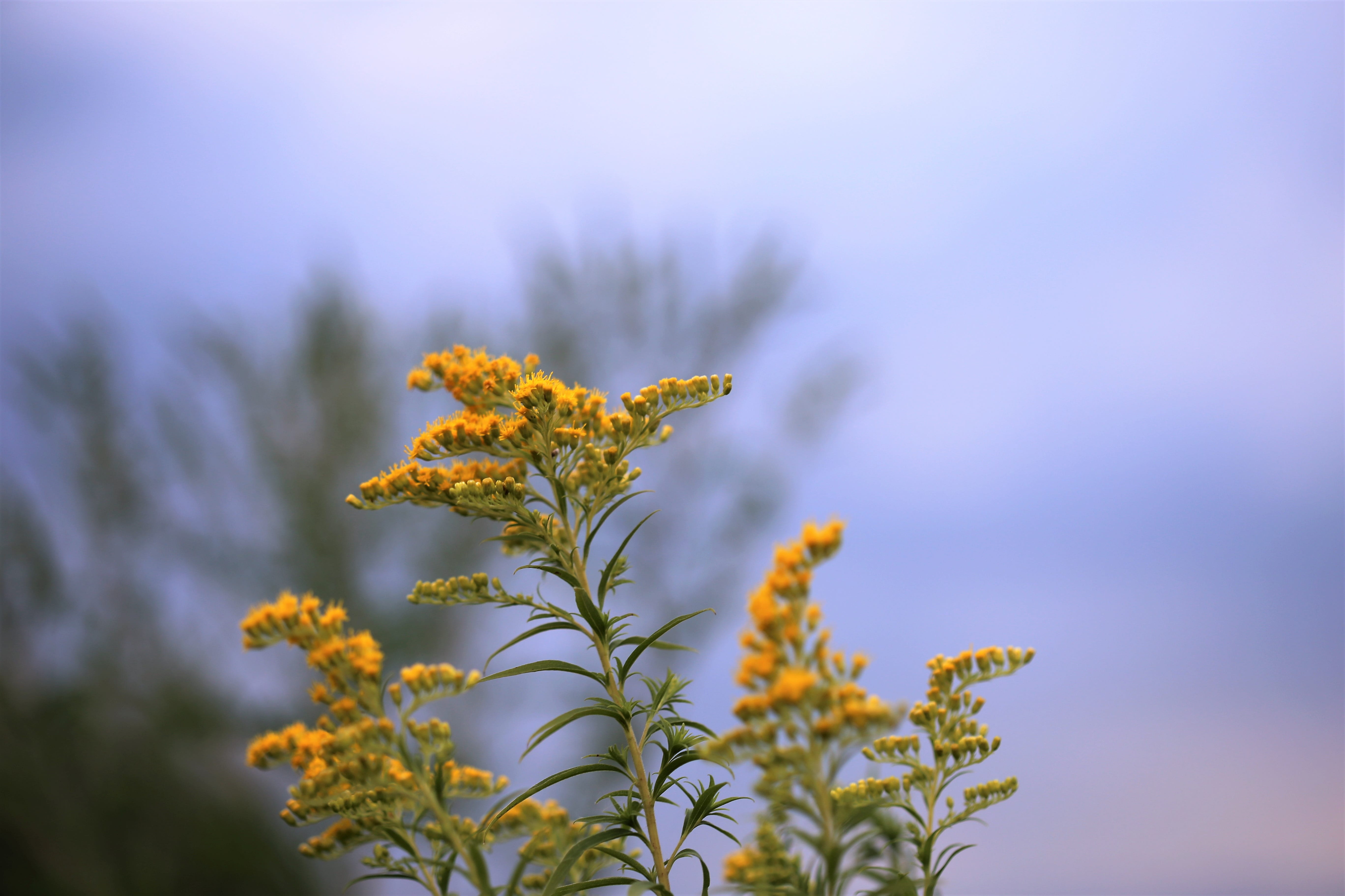 botany, solidago gigantea, field, focus on foreground, no people, meadow, beauty in nature, sky, growth, plant, close-up, vulnerability, outdoors, 5K, HD Wallpaper