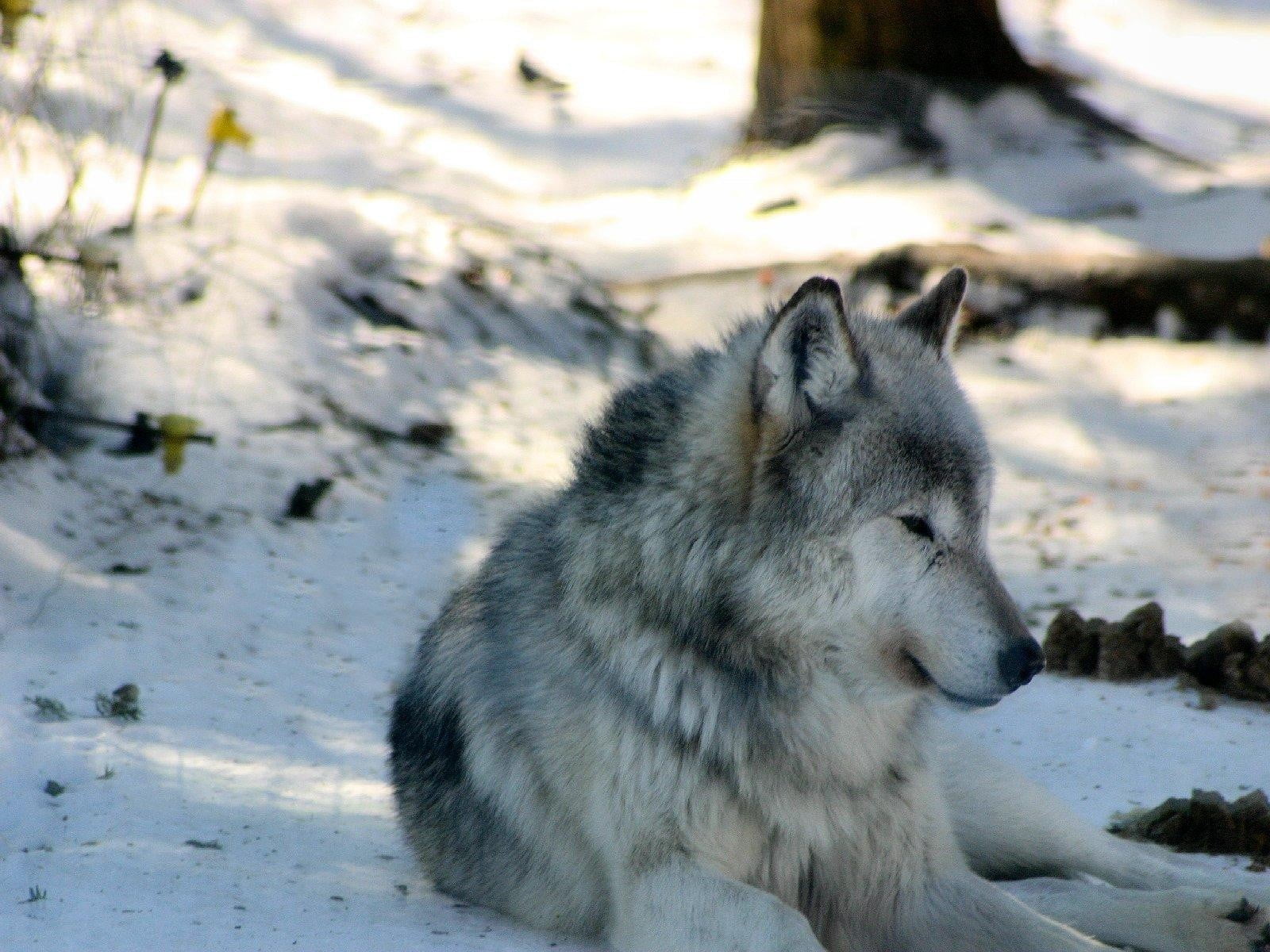 dog, laying, no people, animal, wolf, outdoors, pets, canine, focus on foreground, land, 720P, vertebrate, mammal, day, cold temperature, animals in the wild, HD Wallpaper