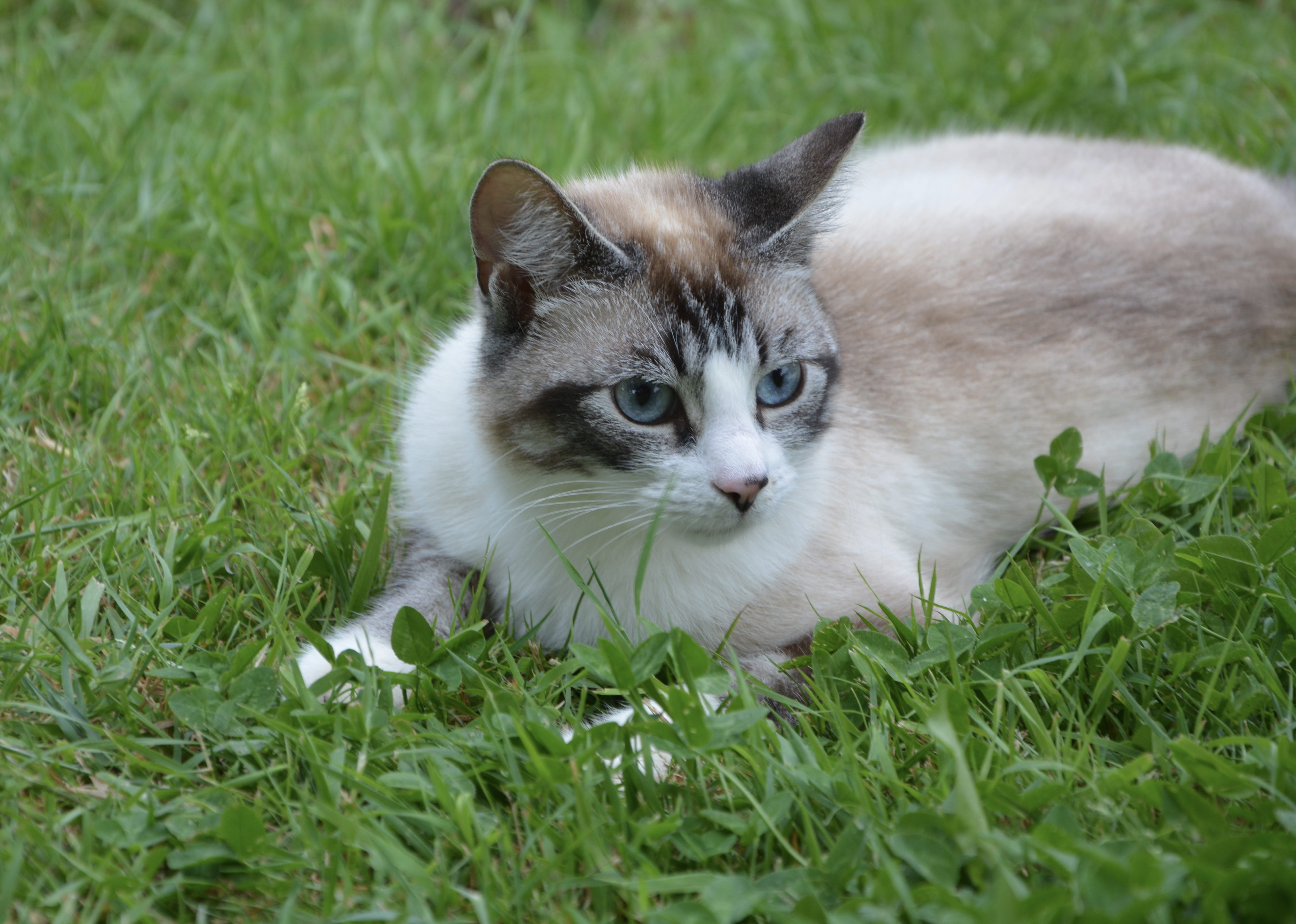 animal themes, cat blue eyes, kitten, land, whisker, no people, young Animal, vertebrate, pets, green, 5K, looking, Nature, field, brown, eyes, Animal, HD Wallpaper