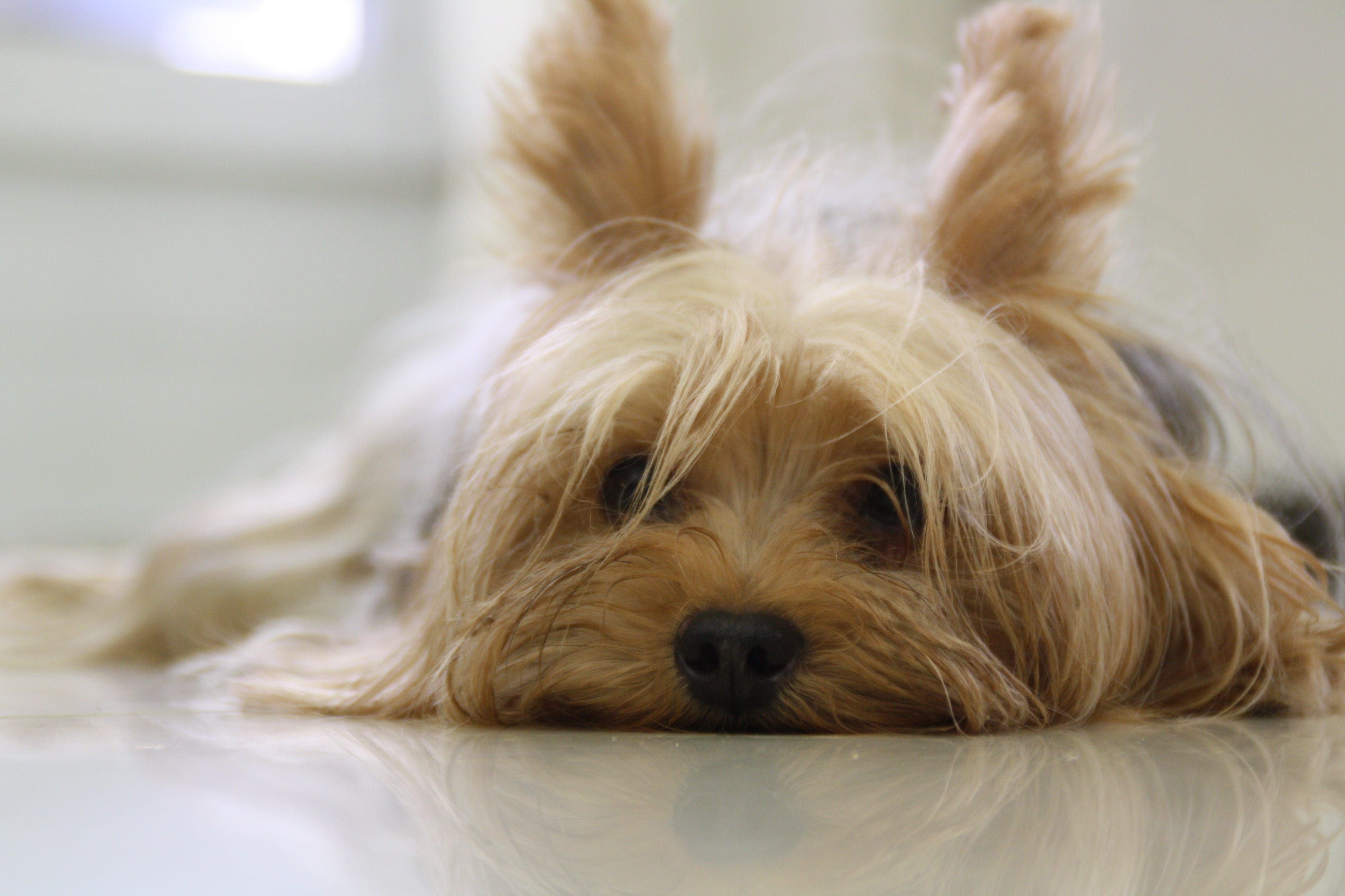 indoors, relaxation, pet, dog, lap dog, 4K, hair, small, looking at camera, no people, canine, tired, animal, mammal, yorkshire, pets, floor, exhausted, HD Wallpaper