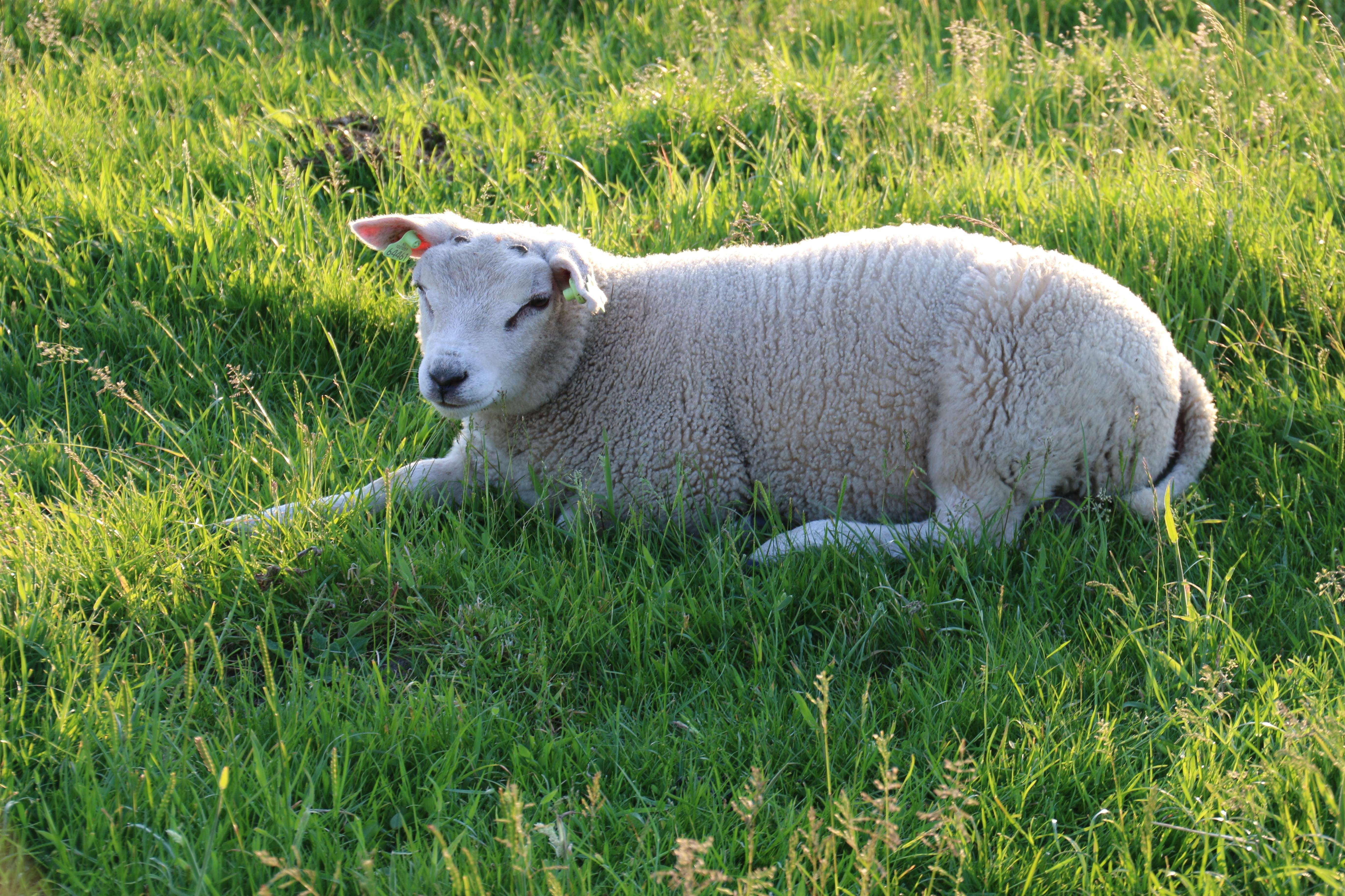 animal, growth, animal themes, lamb, no people, 5K, plant, texel, summer, white color, grass, lay down, green color, animals, field, mammal, domestic animals, HD Wallpaper