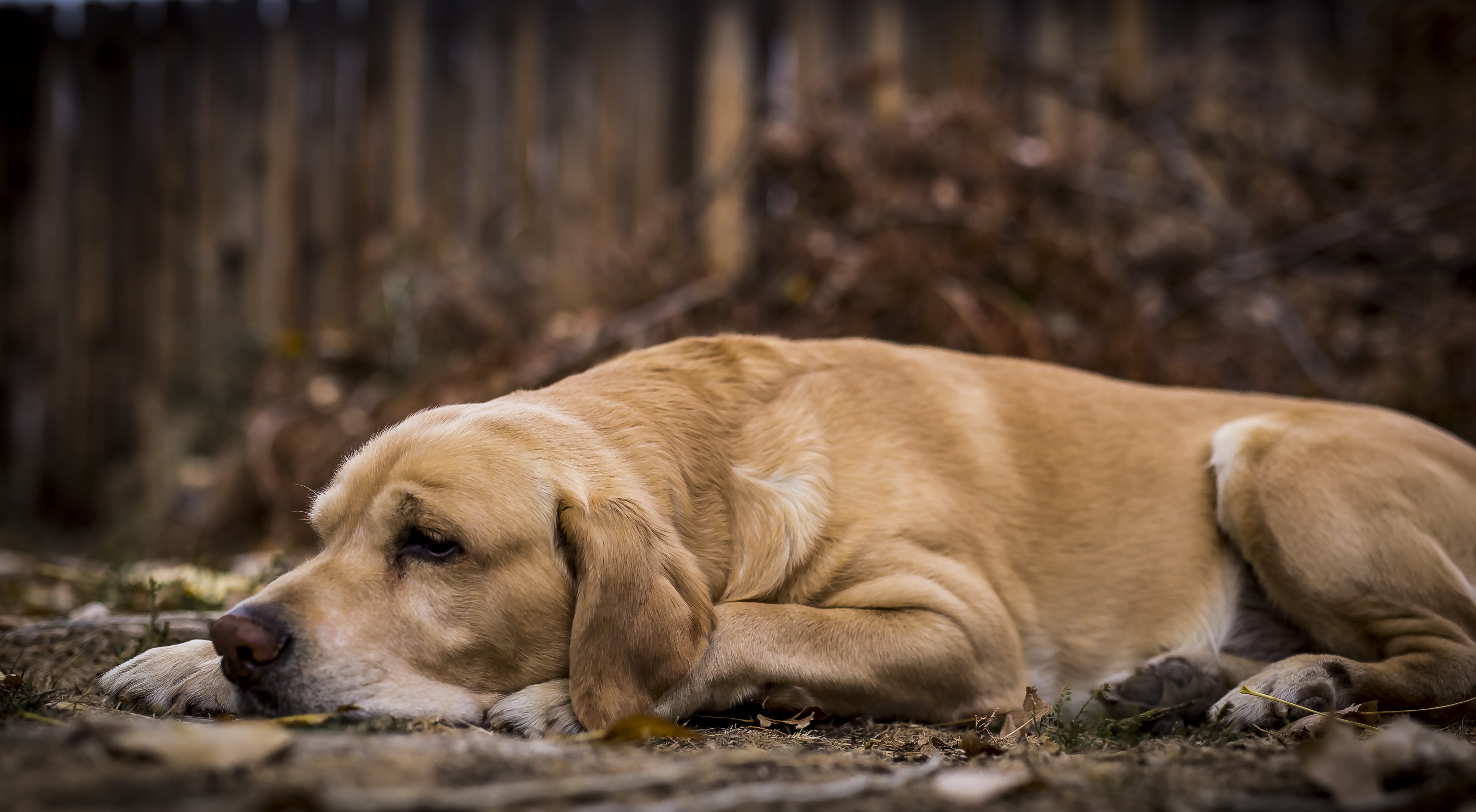 relaxation, fall, pets, ground, looking away, labrador retriever, sleepy, resting, sleeping, animal head, short, one animal, lying, dog, fur, depression - sadness, HD Wallpaper