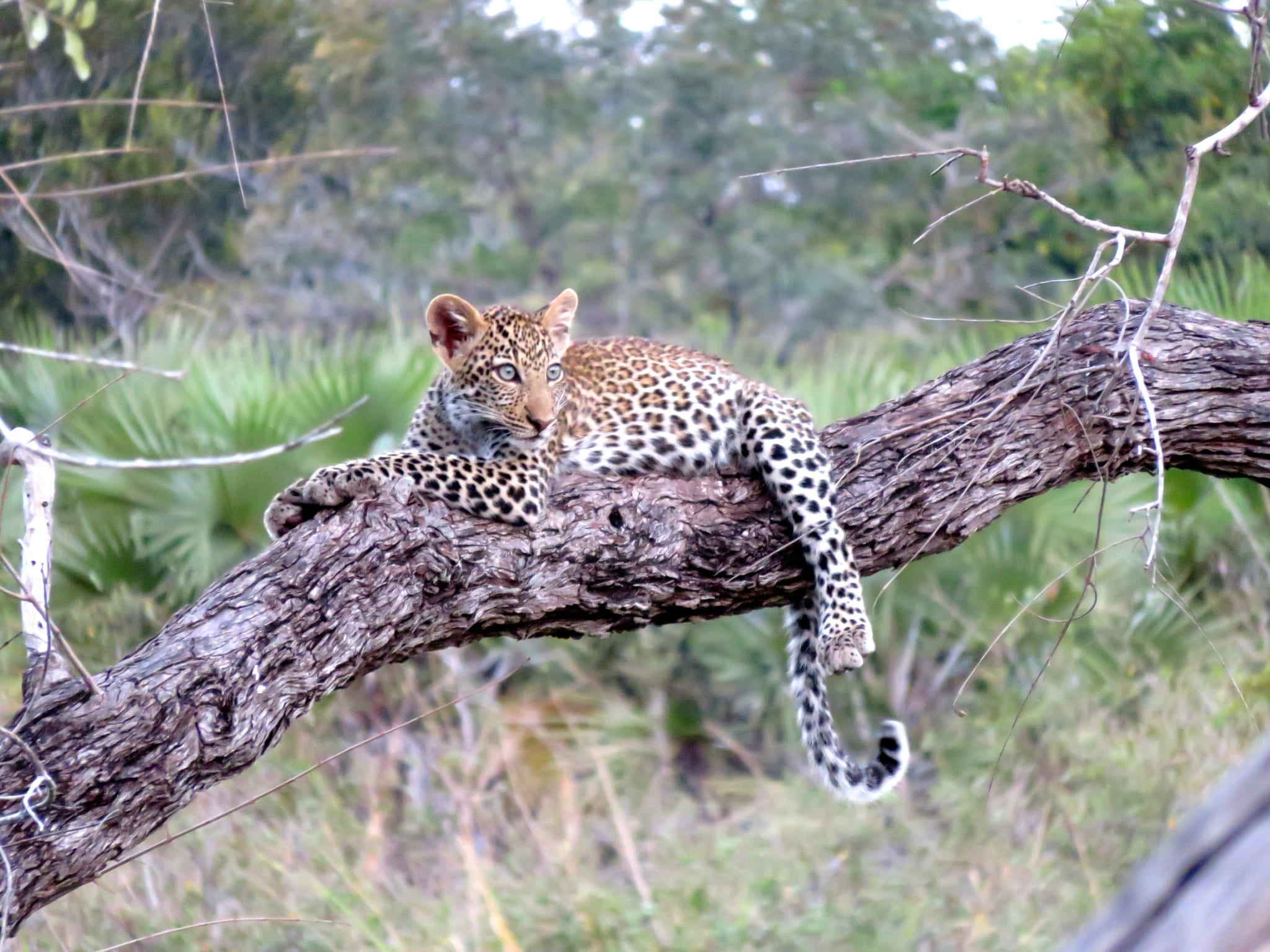safari, africa, black, branch, day, 1080P, animal, focus on foreground, animal themes, serengeti, mammal, big cat, animals in the wild, cat, nature, no people, HD Wallpaper
