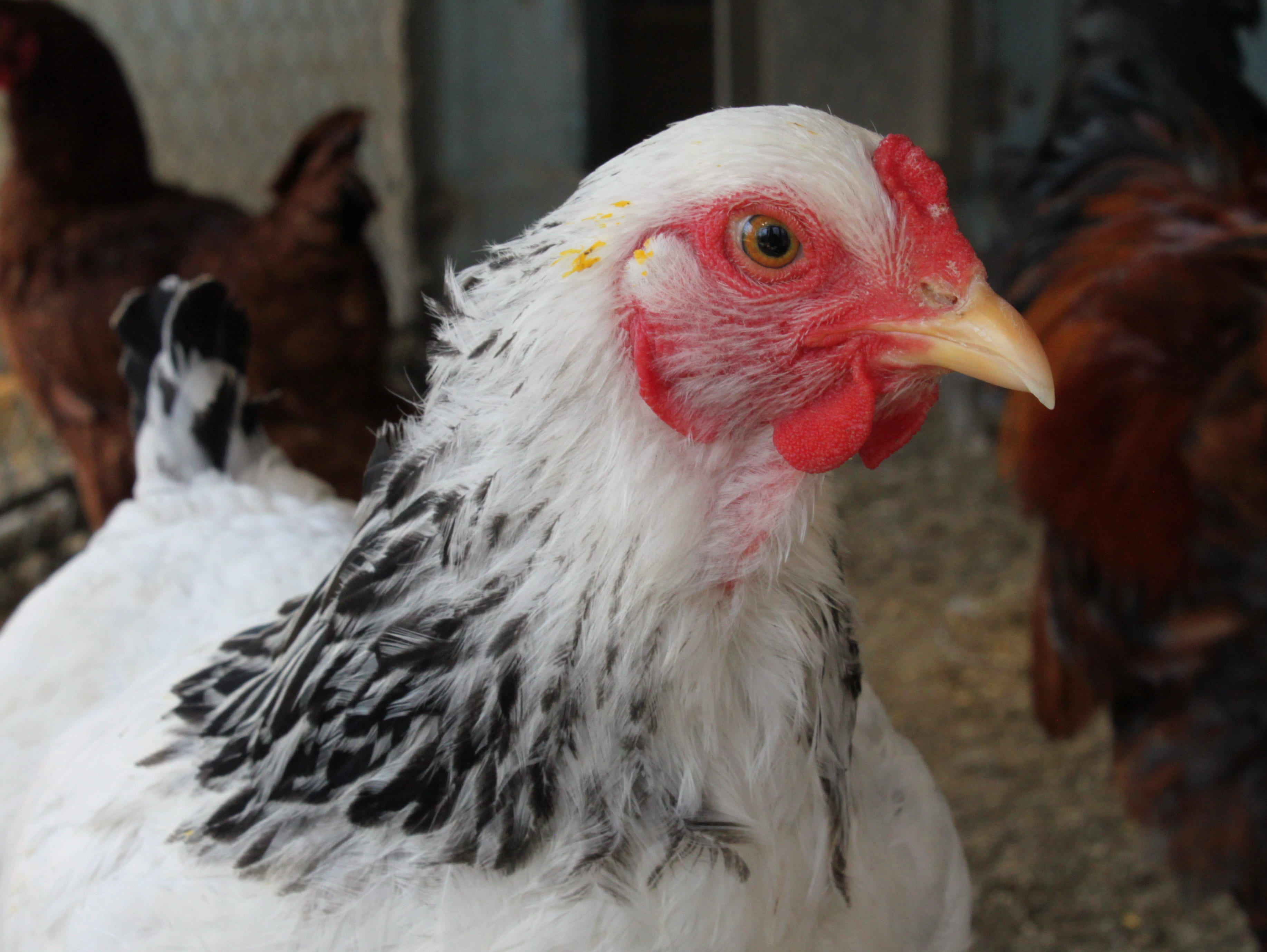 agriculture, feather, farm, pets, male animal, animal head, animal, black, vertebrate, white, focus on foreground, livestock, plumage, large mother, hen, HD Wallpaper