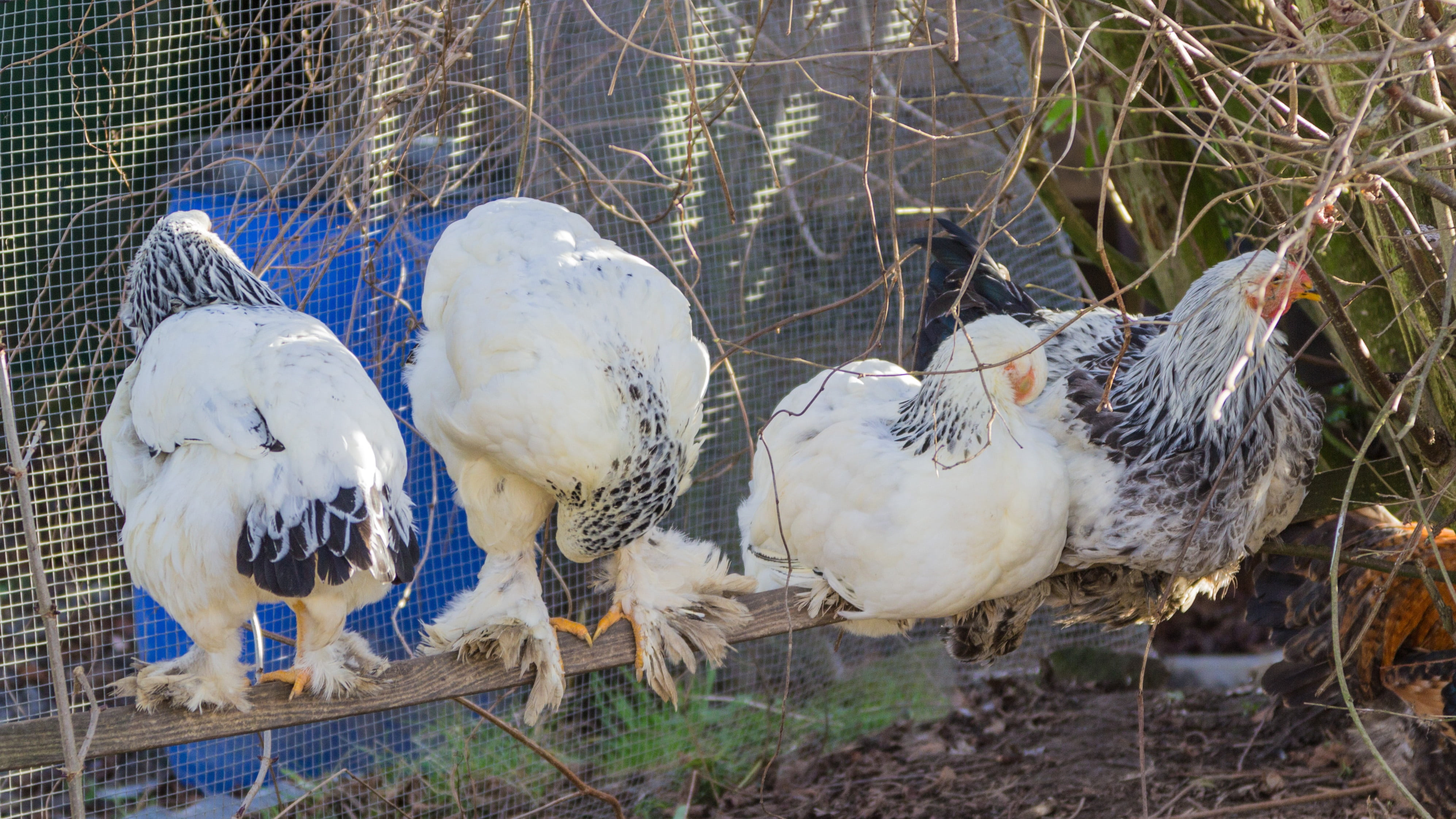 chicken, group of animals, domestic, vertebrate, plant, wildlife photography, pets, brahma chicken, tree, white color, nature, bird, animal themes, cage, HD Wallpaper