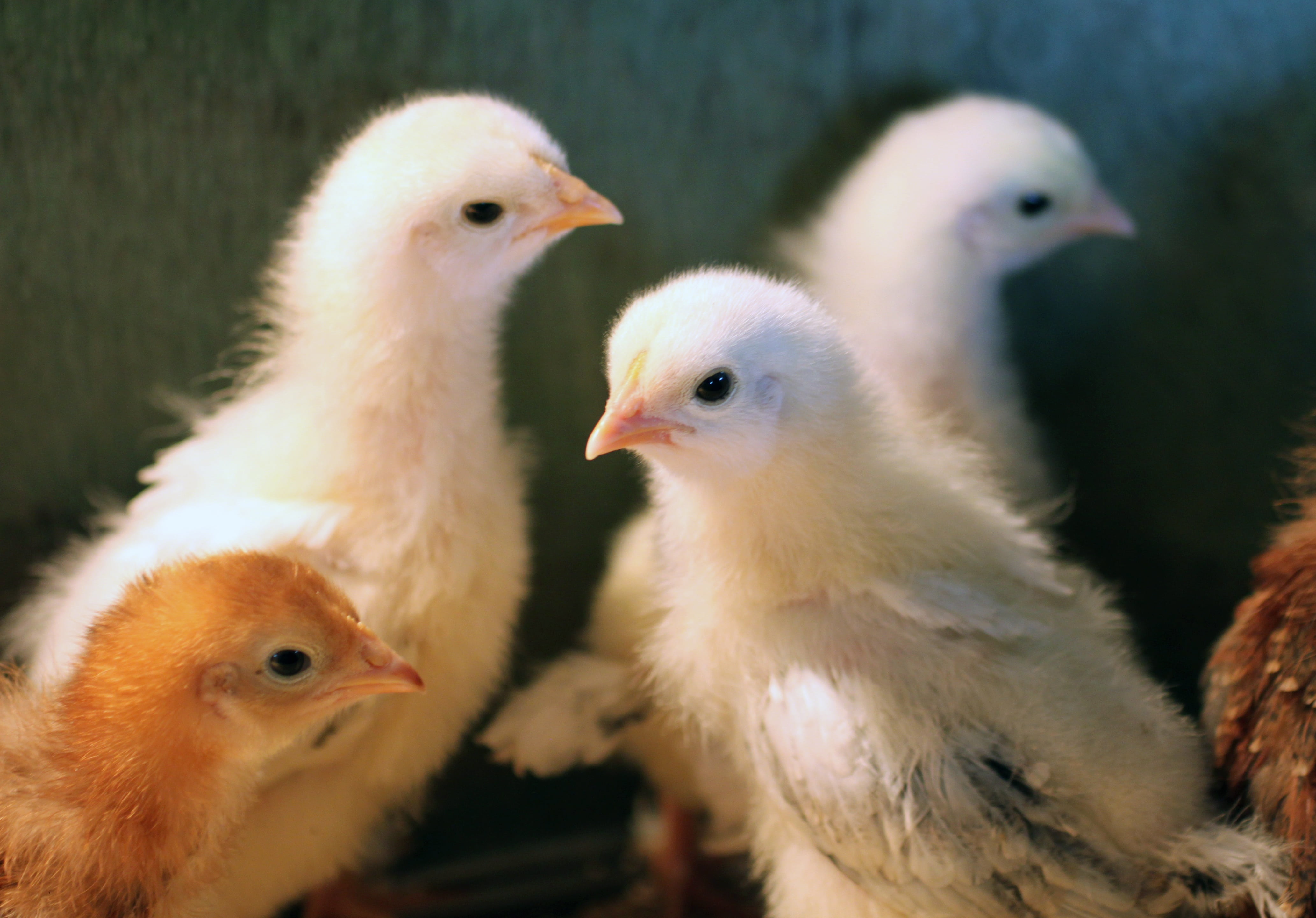 bird, farm, chick, nature, group of animals, container, fowl, domestic animals, beginnings, no people, chicken - Bird, pets, feathers, baby Chicken, vertebrate, HD Wallpaper