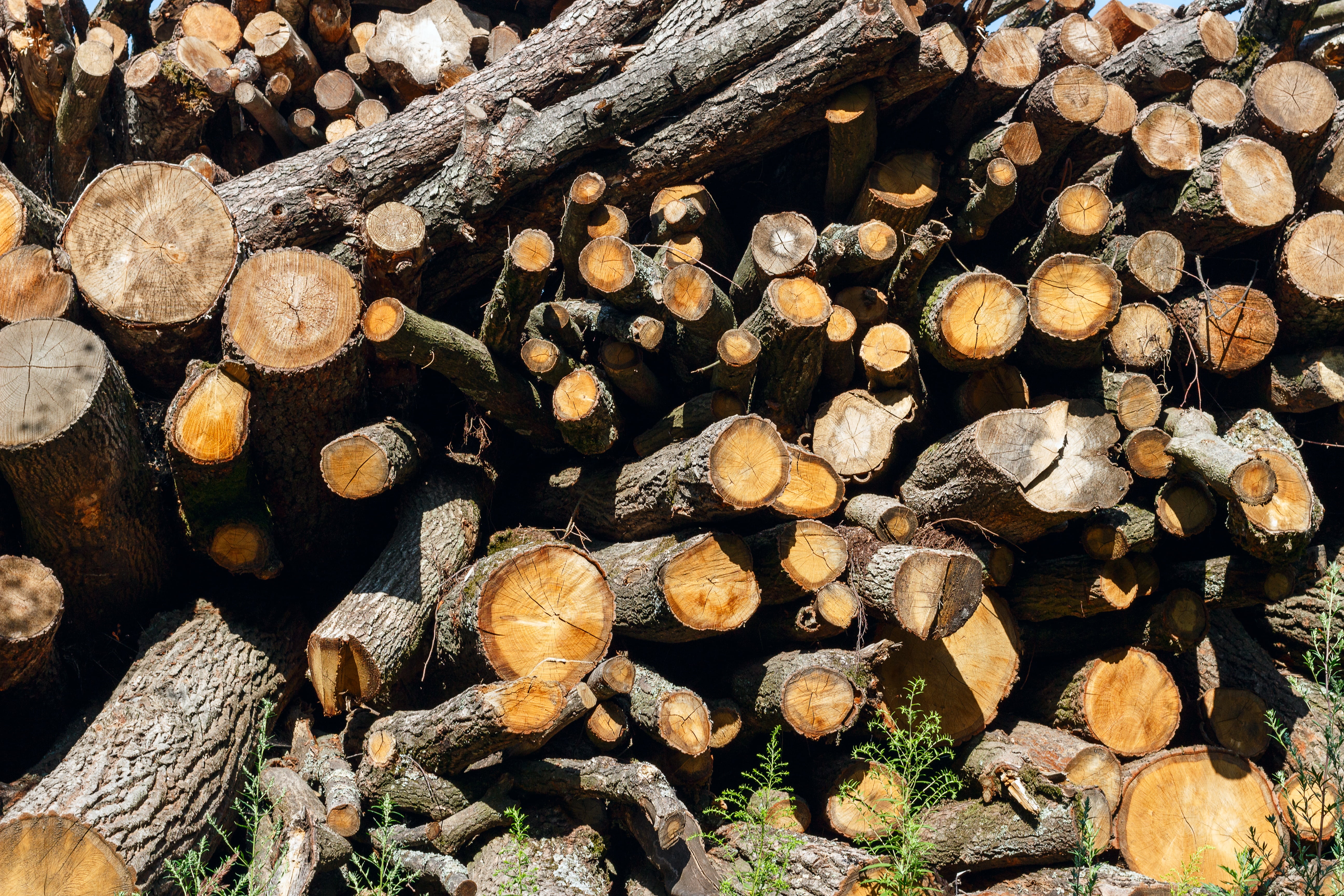 fuel and power generation, suholom, a bunch of, brown, outdoors, 5K, fossil fuel, deforestation, woodland, lumber, circle, no people, chopped, drome, stack, HD Wallpaper