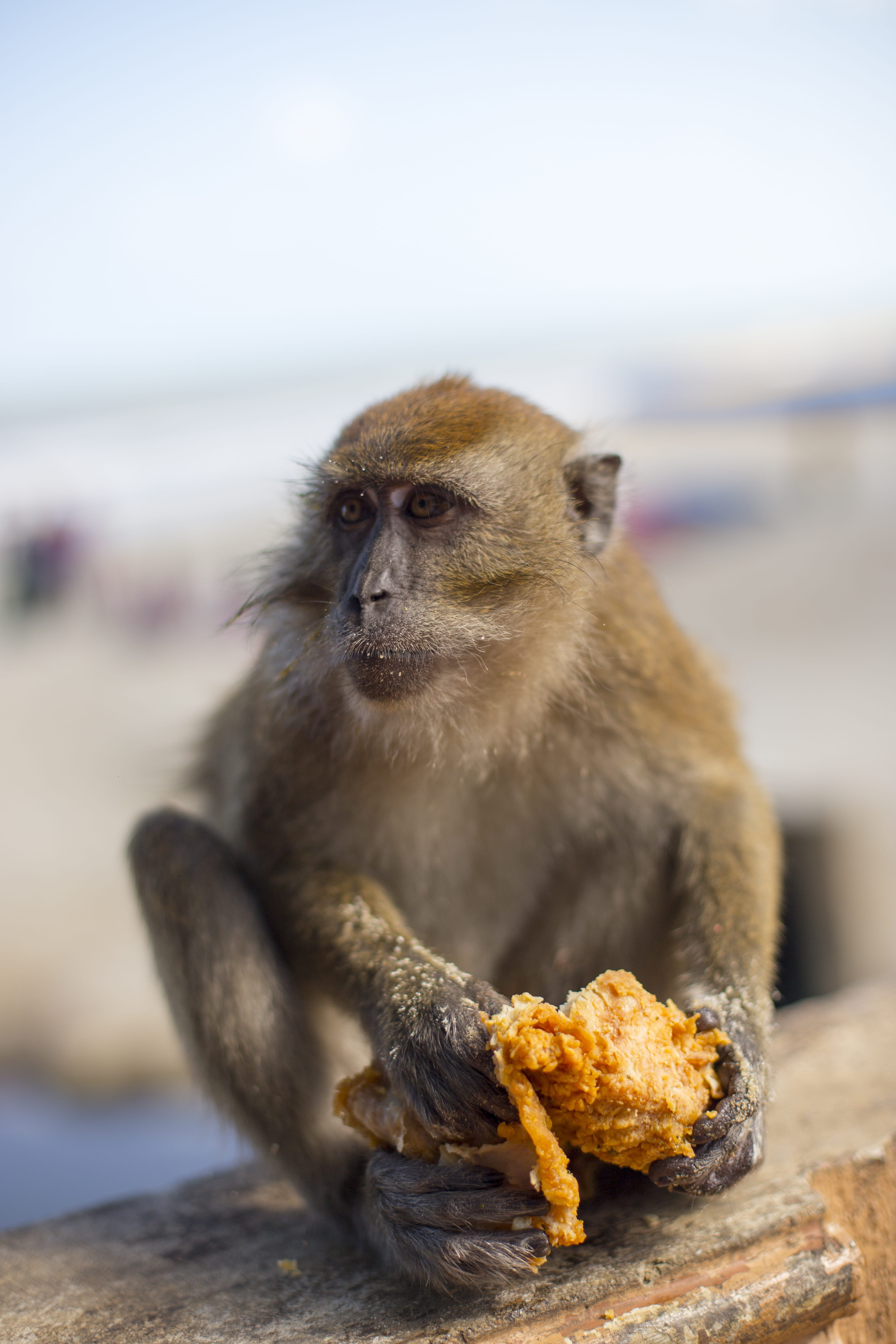animals in the wild, mammal, one animal, sitting, close-up, vertebrate, kfc, animal wildlife, primate, sea, focus on foreground, no people, looking away, Phone HD Wallpaper